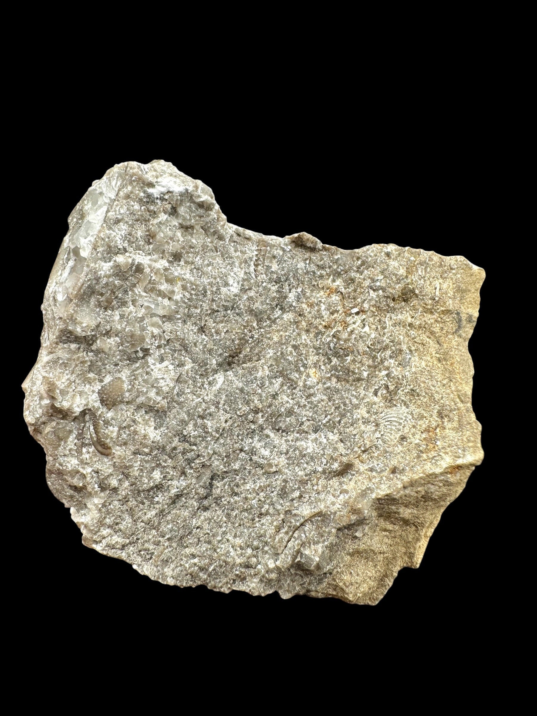 Trilobite Encrinuraspis beaumonti + brachiopoda Atrypoidea linguata – Kosov Quarry, Czech Republic - TN104