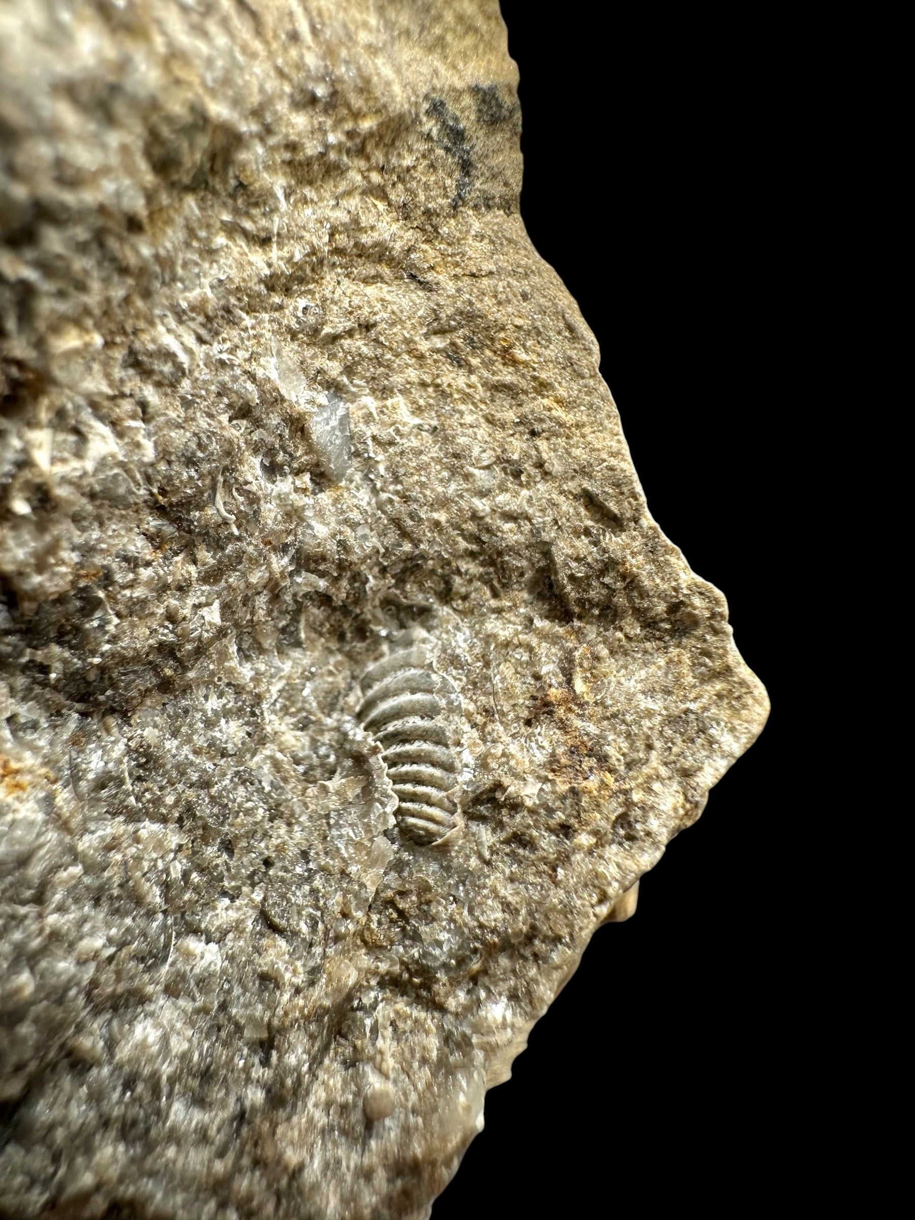 Trilobite Encrinuraspis beaumonti + brachiopoda Atrypoidea linguata – Kosov Quarry, Czech Republic - TN104