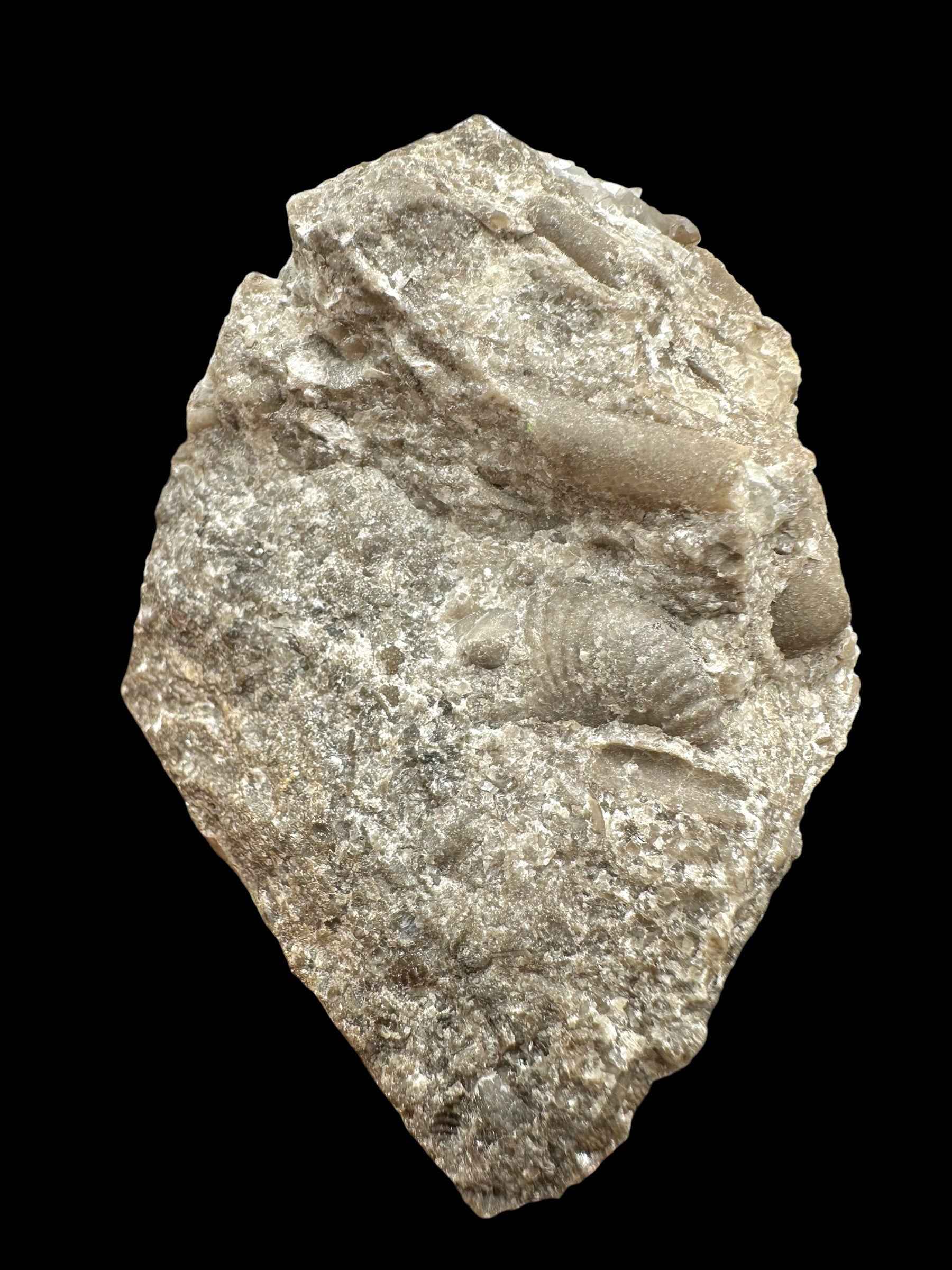 Trilobite Encrinuraspis beaumonti + brachiopoda Atrypoidea linguata – Kosov Quarry, Czech Republic - TN104