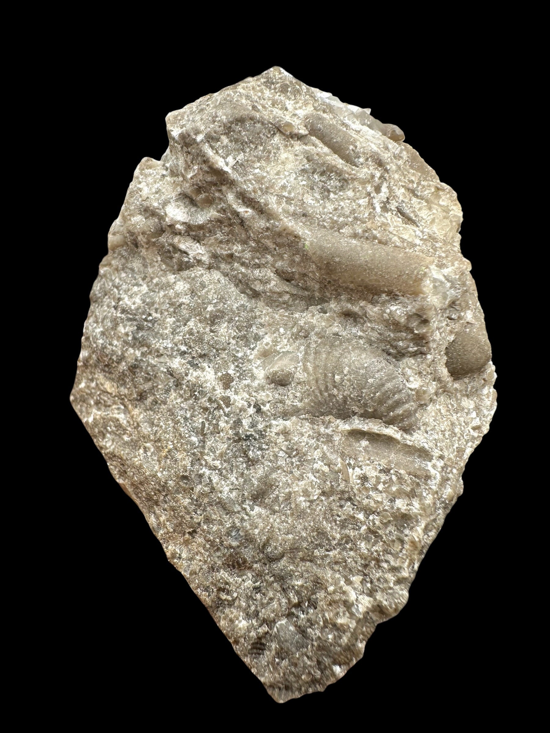 Trilobite Encrinuraspis beaumonti + brachiopoda Atrypoidea linguata – Kosov Quarry, Czech Republic