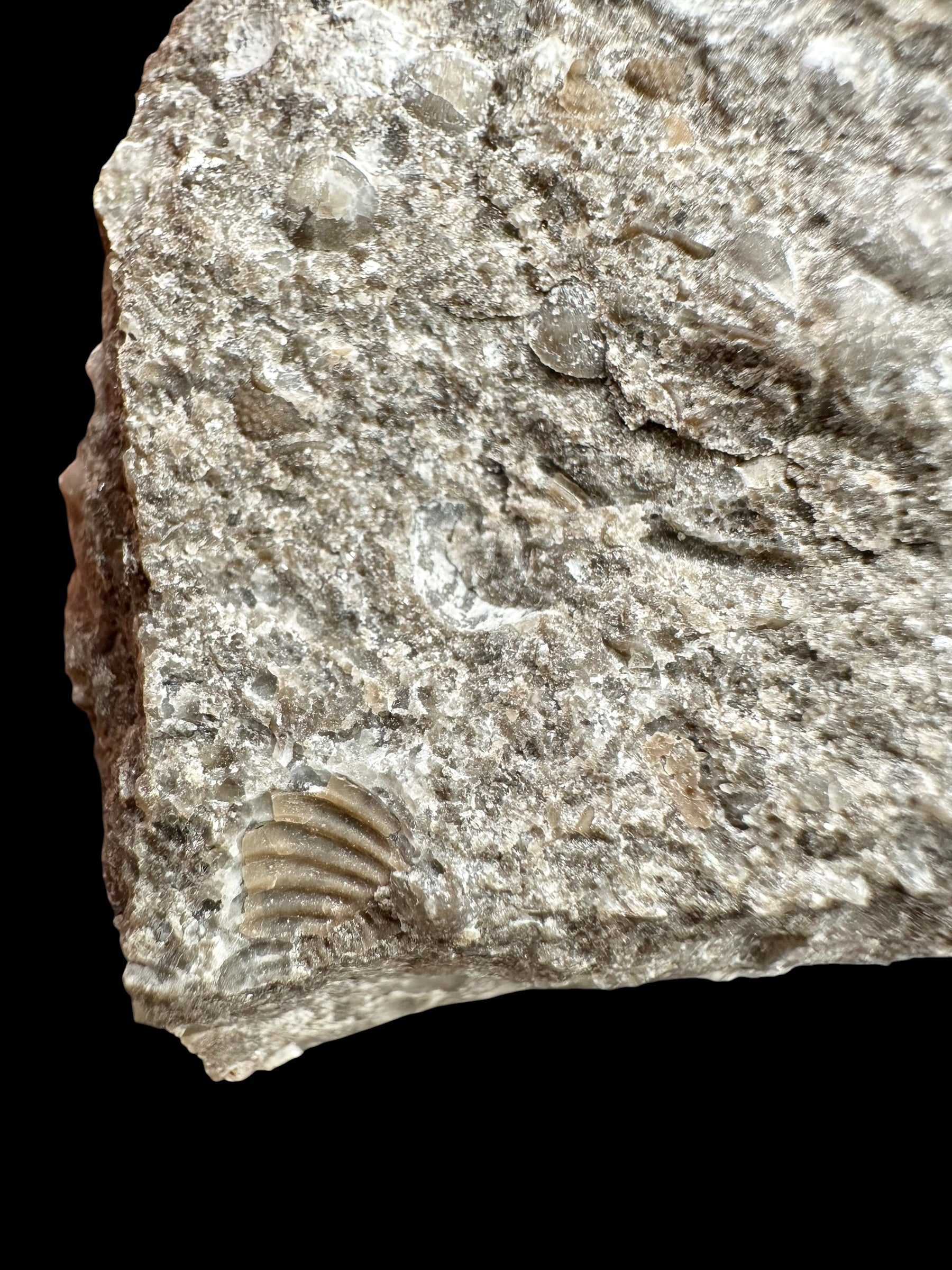 Trilobite Encrinuraspis beaumonti + brachiopoda Atrypoidea linguata – Kosov Quarry, Czech Republic - TN106