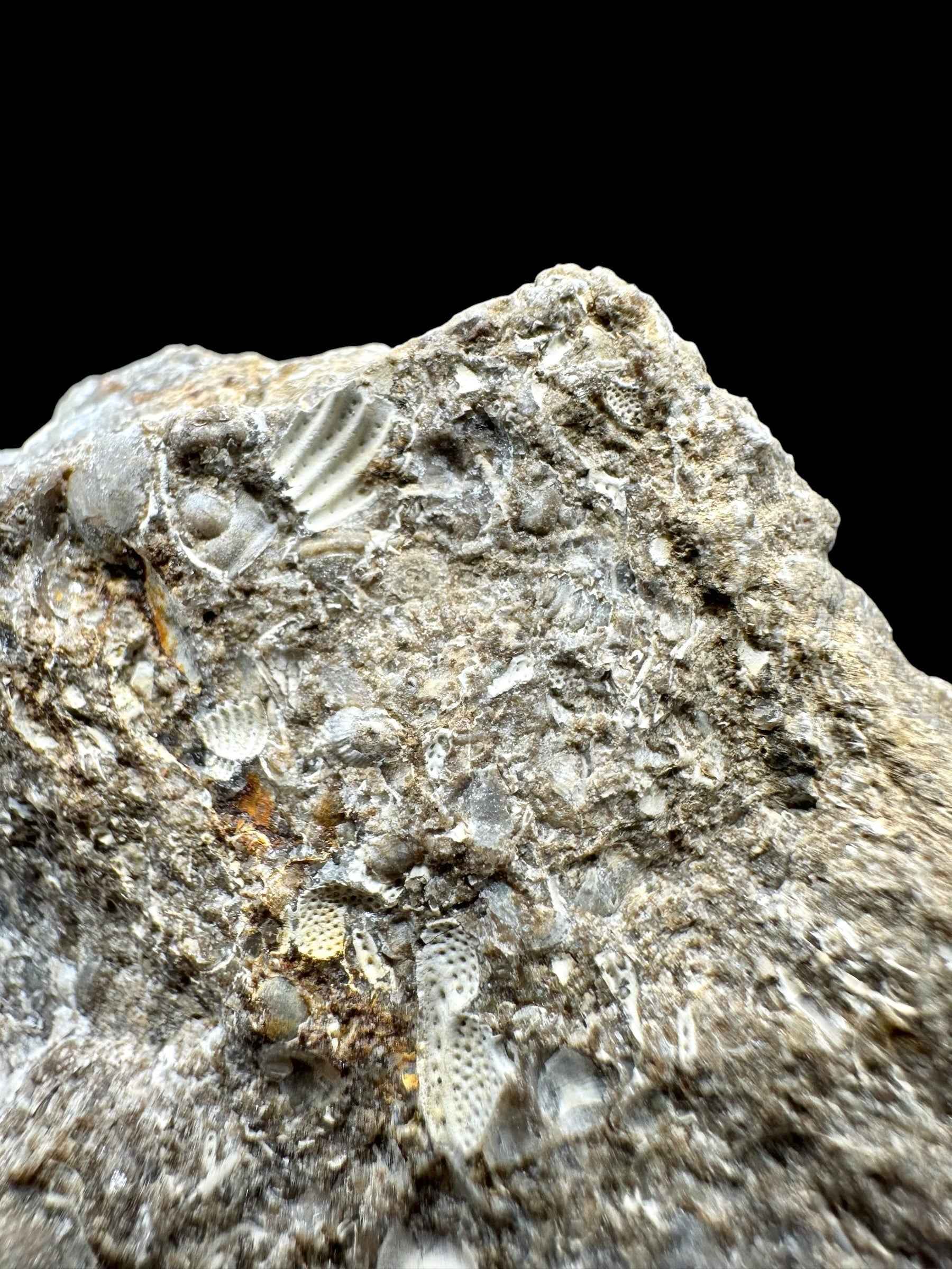 Trilobite Encrinuraspis beaumonti + brachiopoda Atrypoidea linguata – Kosov Quarry, Czech Republic - TN106