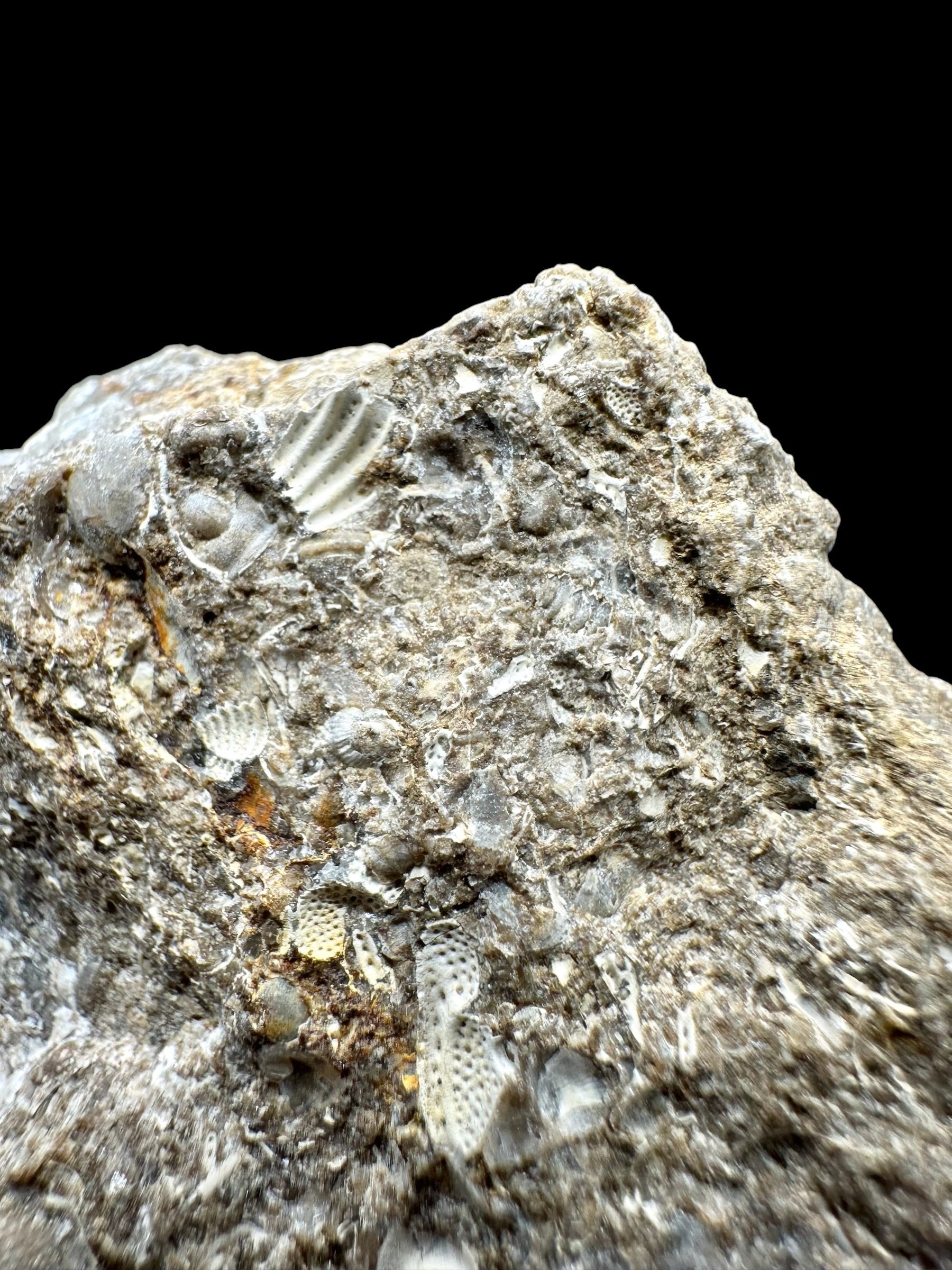 Trilobite Encrinuraspis beaumonti + brachiopoda Atrypoidea linguata – Kosov Quarry, Czech Republic - TN106