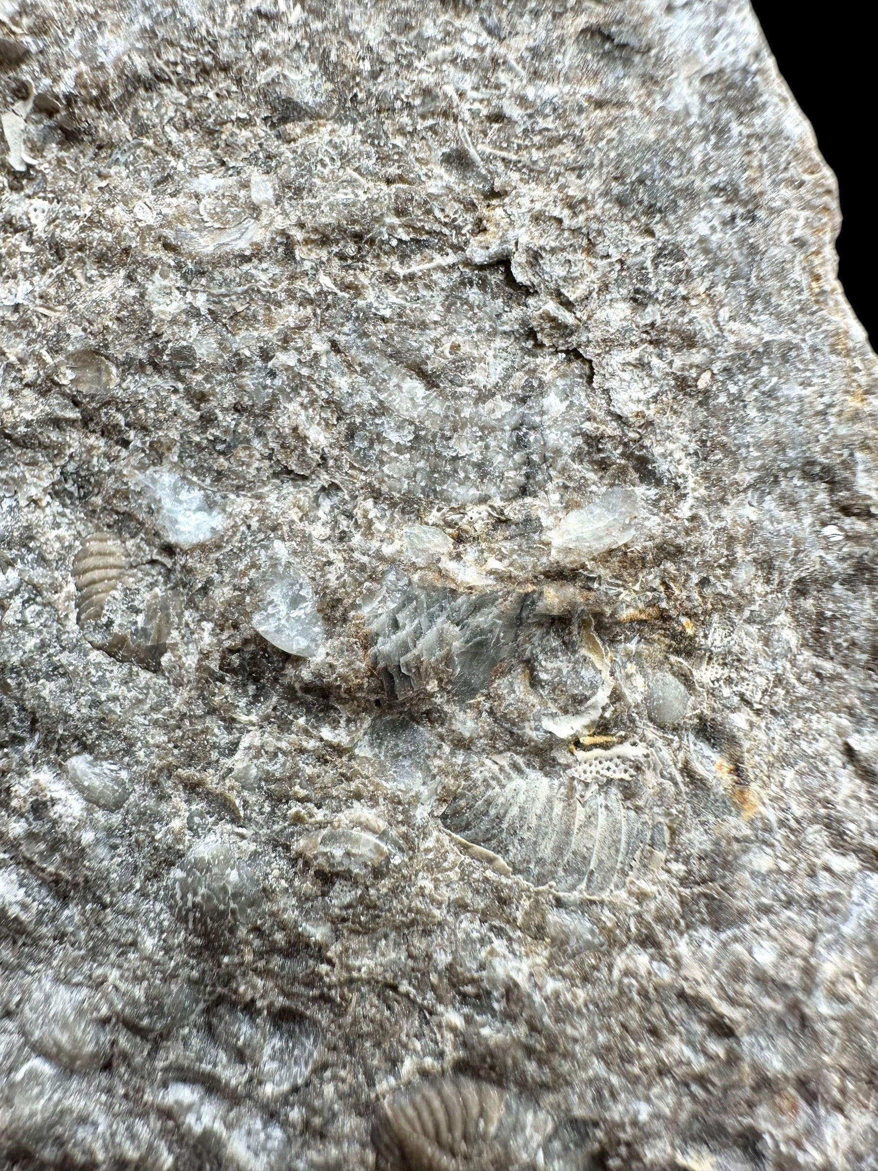 Trilobite Encrinuraspis beaumonti + brachiopoda Atrypoidea linguata – Kosov Quarry, Czech Republic - TN106