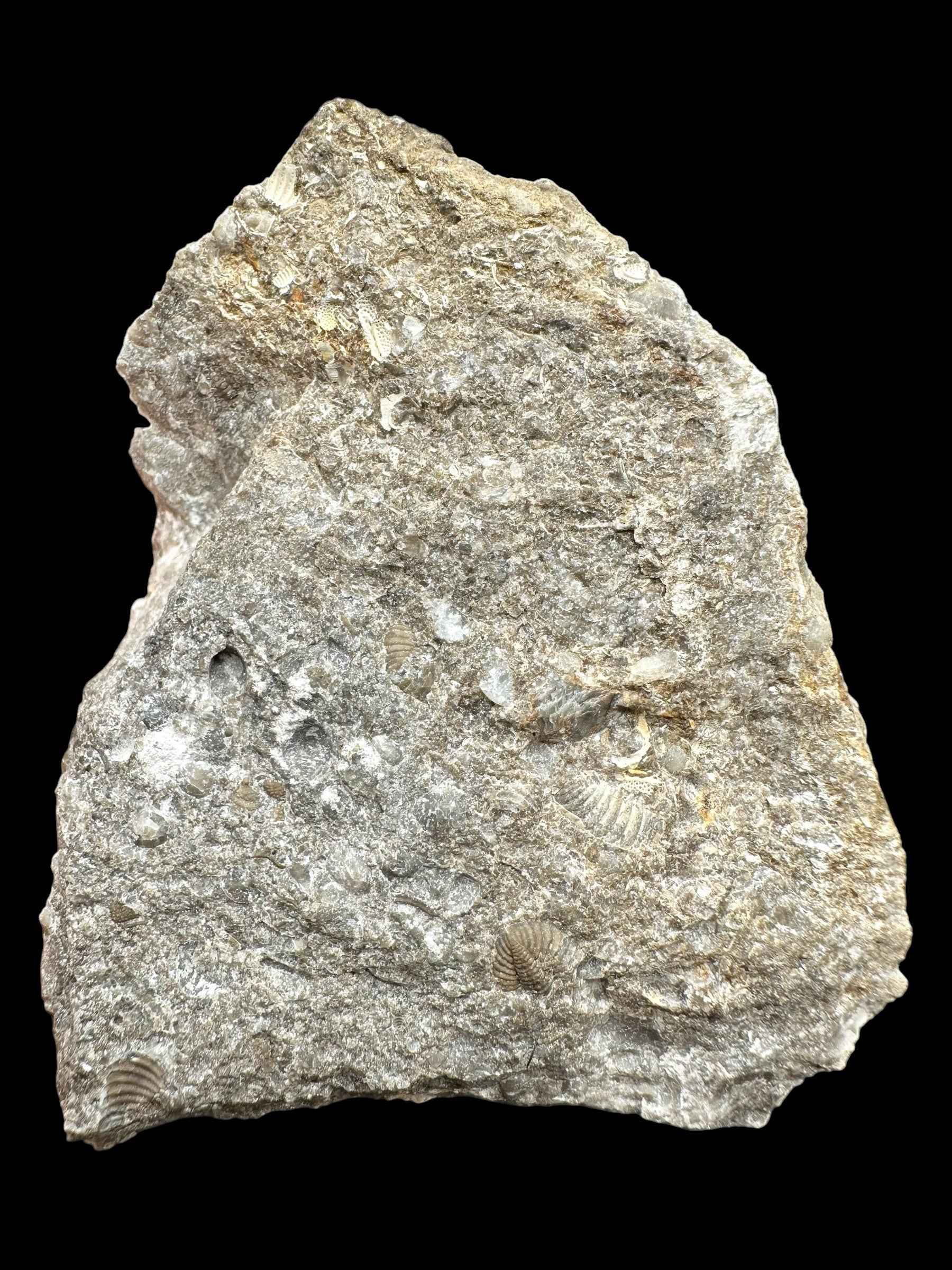 Trilobite Encrinuraspis beaumonti + brachiopoda Atrypoidea linguata – Kosov Quarry, Czech Republic - TN106