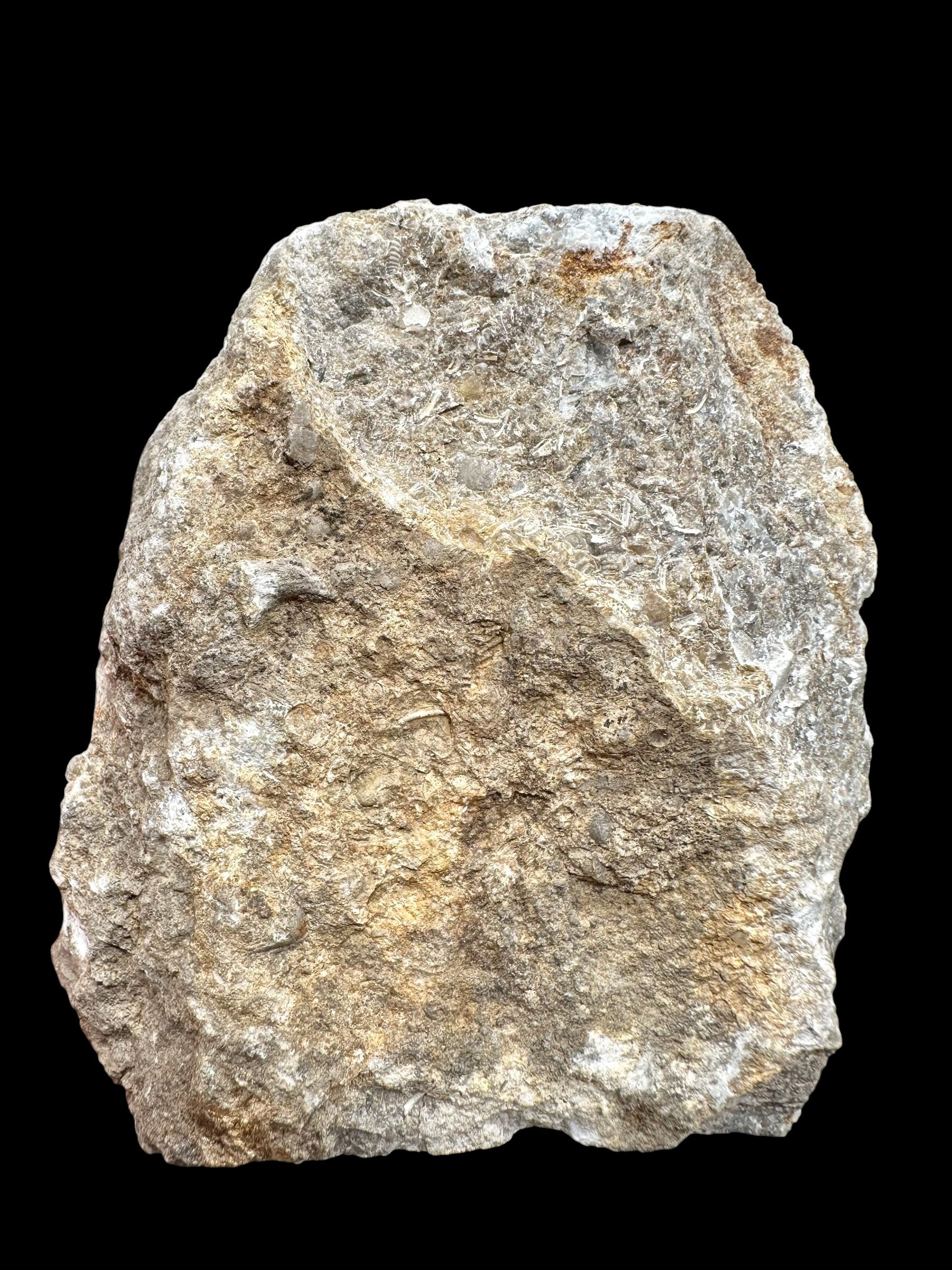 Trilobite Encrinuraspis beaumonti + brachiopoda Atrypoidea linguata – Kosov Quarry, Czech Republic - TN106