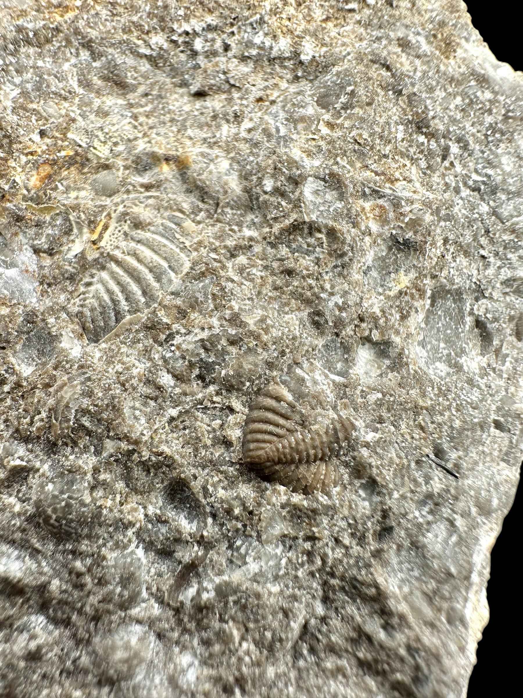 Trilobite Encrinuraspis beaumonti + brachiopoda Atrypoidea linguata – Kosov Quarry, Czech Republic - TN106