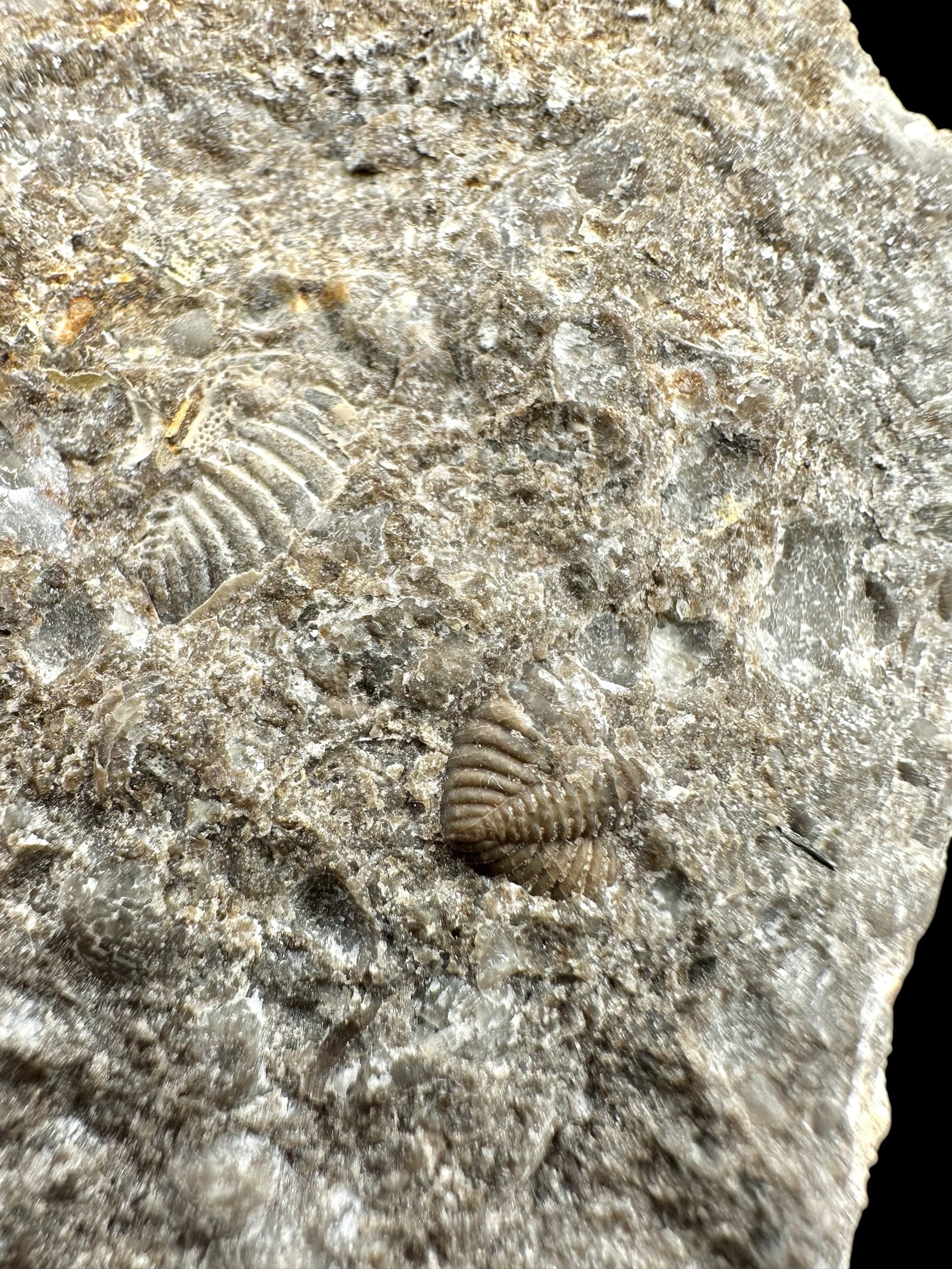 Trilobite Encrinuraspis beaumonti + brachiopoda Atrypoidea linguata – Kosov Quarry, Czech Republic