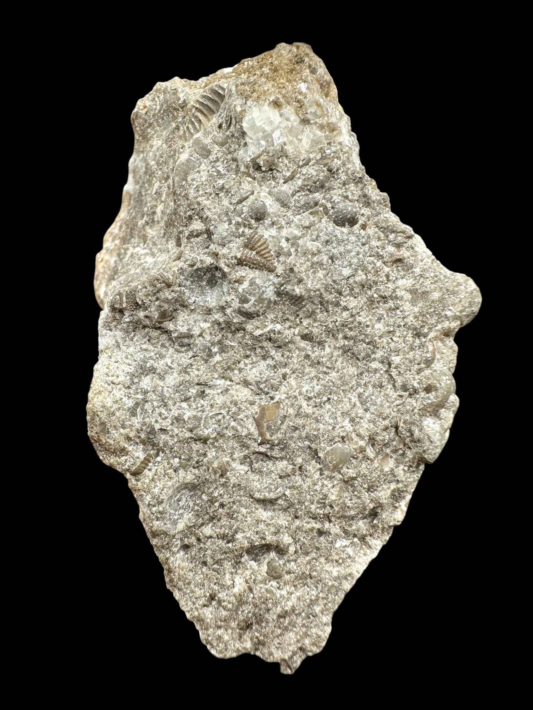 Trilobite Encrinuraspis beaumonti + brachiopoda Atrypoidea linguata – Kosov Quarry, Czech Republic - TN107