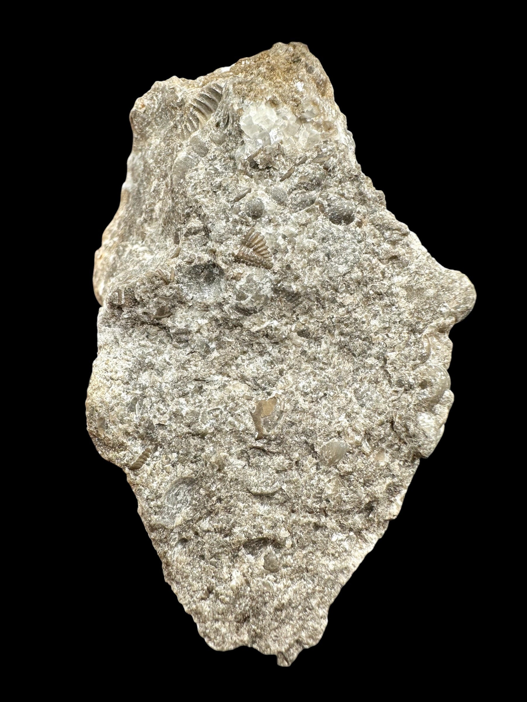 Trilobite Encrinuraspis beaumonti + brachiopoda Atrypoidea linguata – Kosov Quarry, Czech Republic - TN107