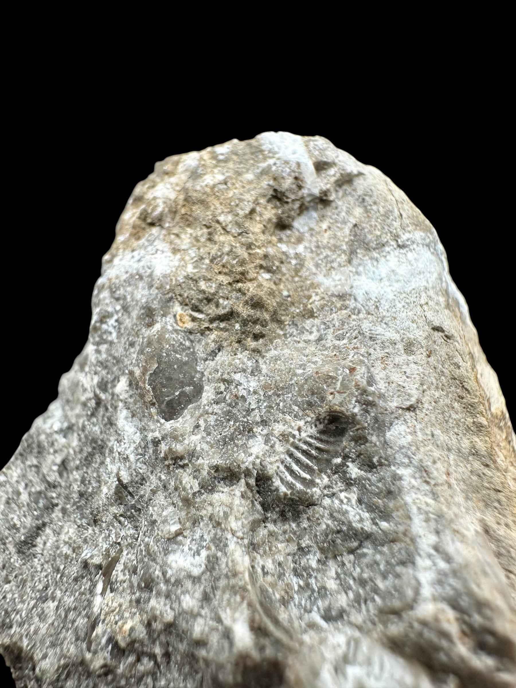 Trilobite Encrinuraspis beaumonti + brachiopoda Atrypoidea linguata – Kosov Quarry, Czech Republic - TN107