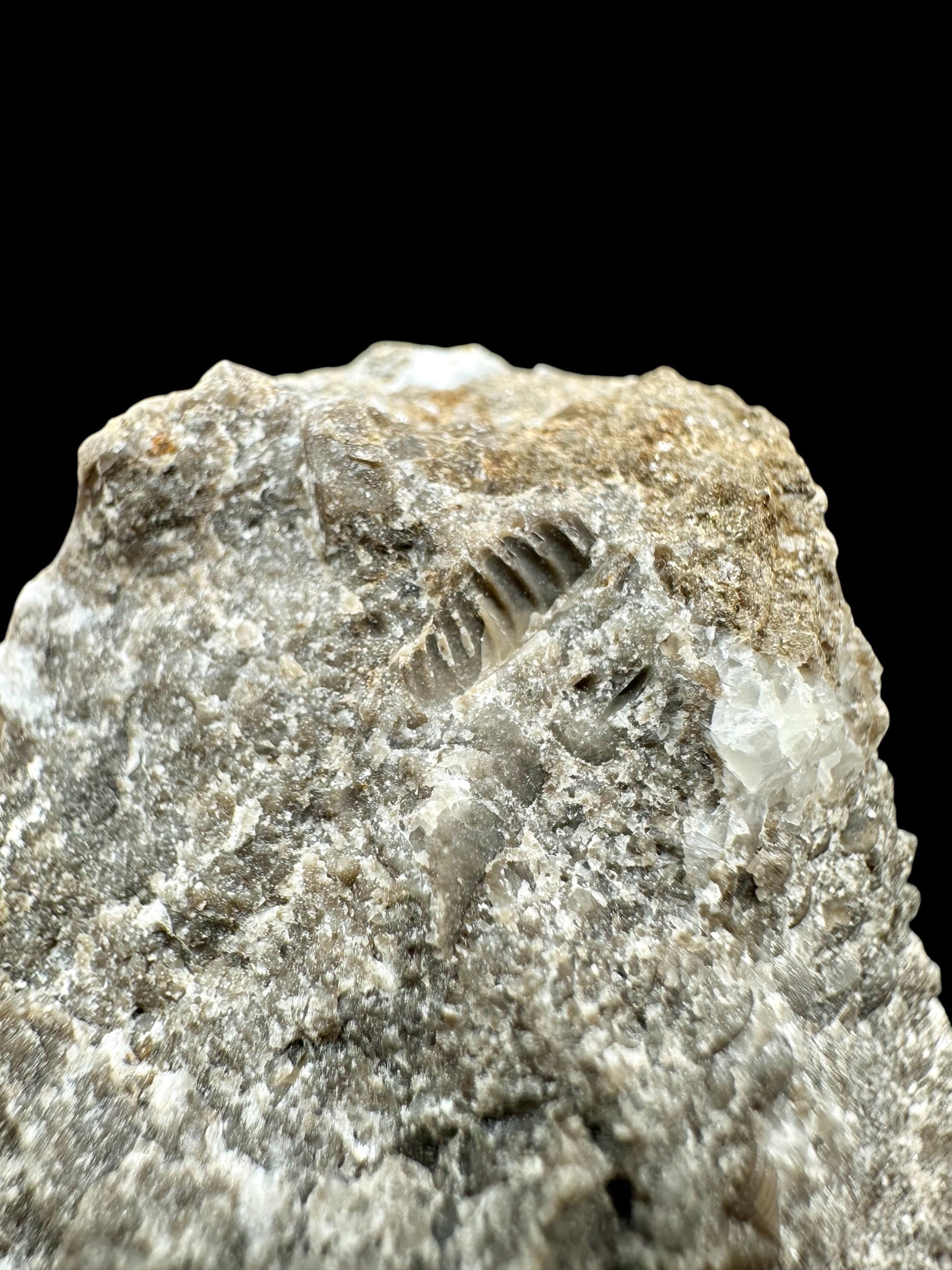 Trilobite Encrinuraspis beaumonti + brachiopoda Atrypoidea linguata – Kosov Quarry, Czech Republic - TN107