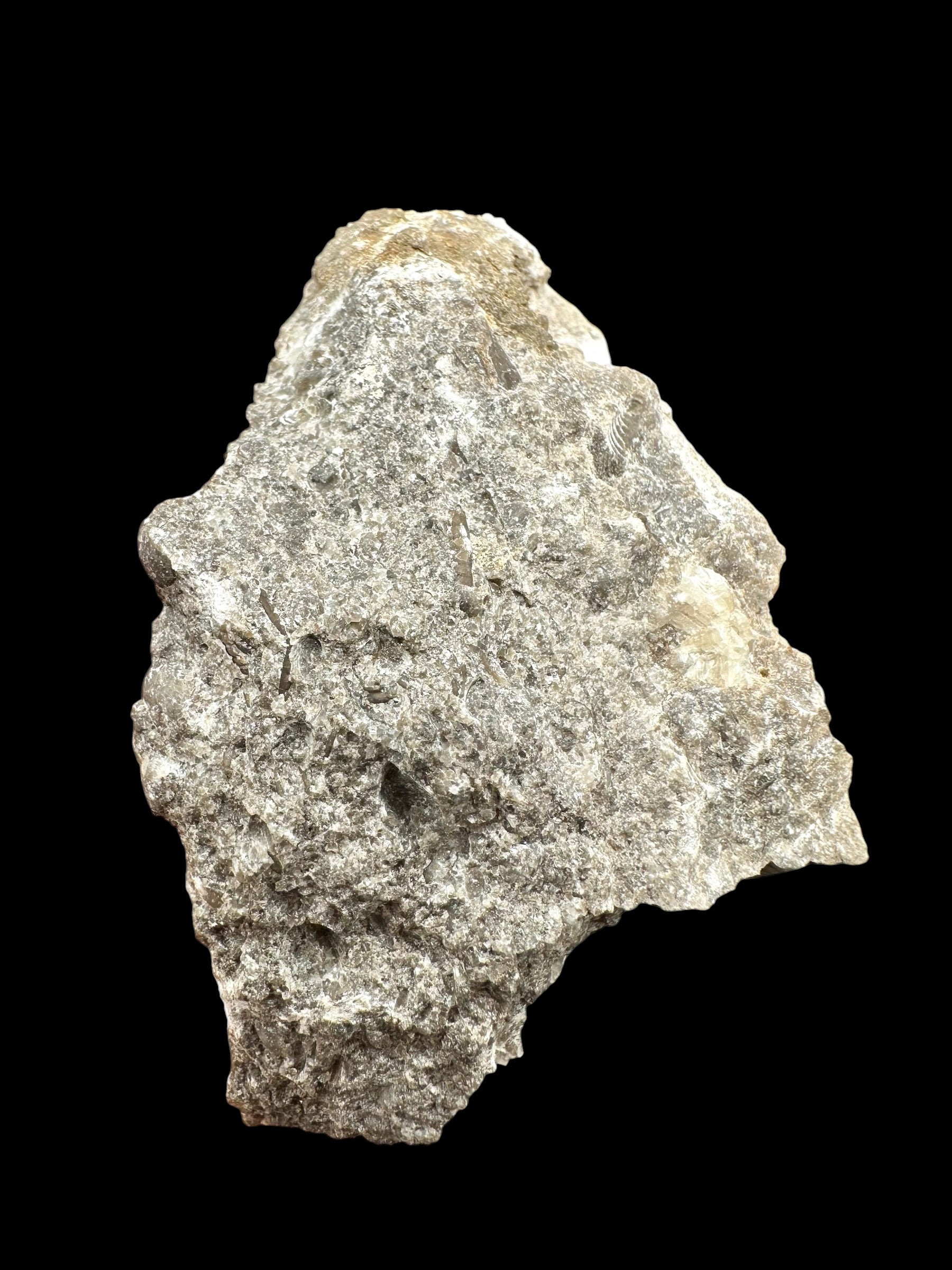Trilobite Encrinuraspis beaumonti + brachiopoda Atrypoidea linguata – Kosov Quarry, Czech Republic - TN107