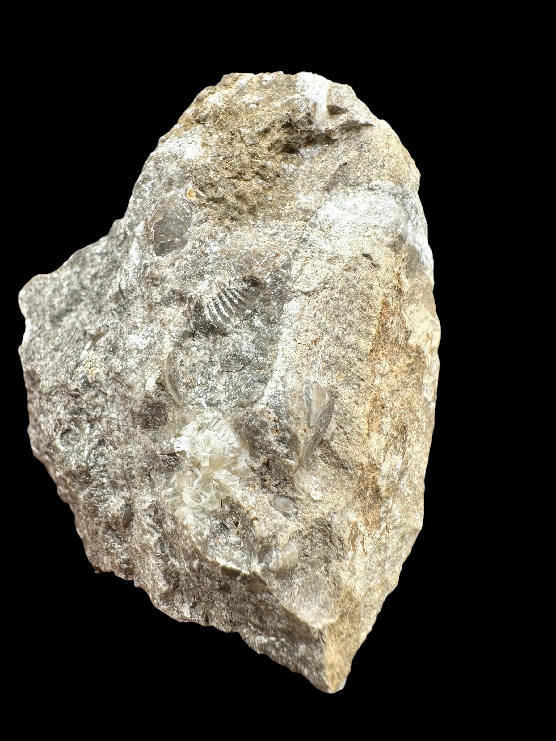 Trilobite Encrinuraspis beaumonti + brachiopoda Atrypoidea linguata – Kosov Quarry, Czech Republic - TN107