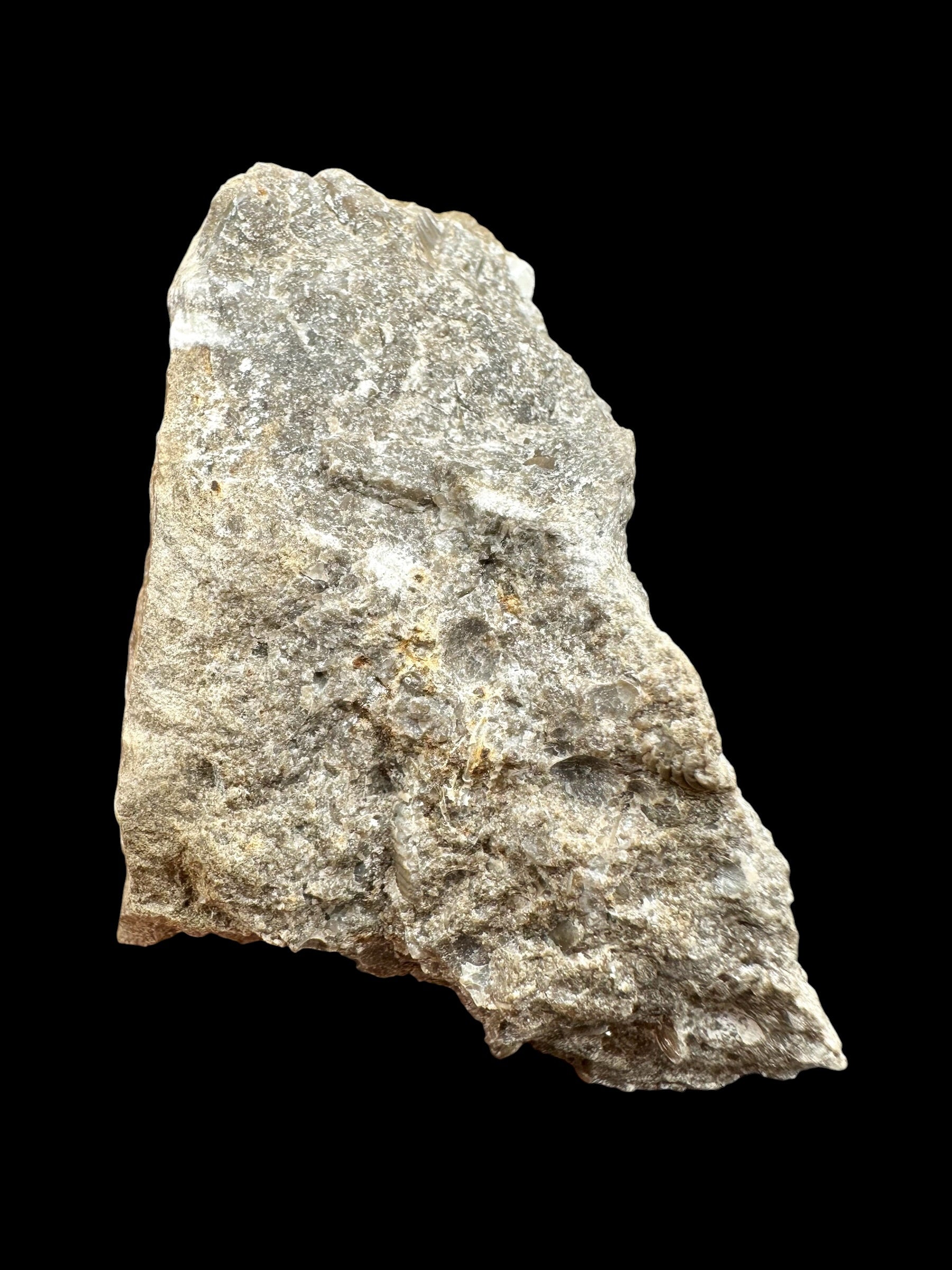Trilobite Encrinuraspis beaumonti + brachiopoda Atrypoidea linguata – Kosov Quarry, Czech Republic - TN107