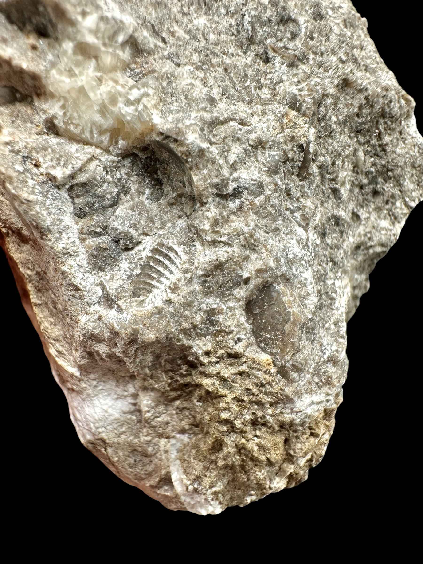 Trilobite Encrinuraspis beaumonti + brachiopoda Atrypoidea linguata – Kosov Quarry, Czech Republic - TN107