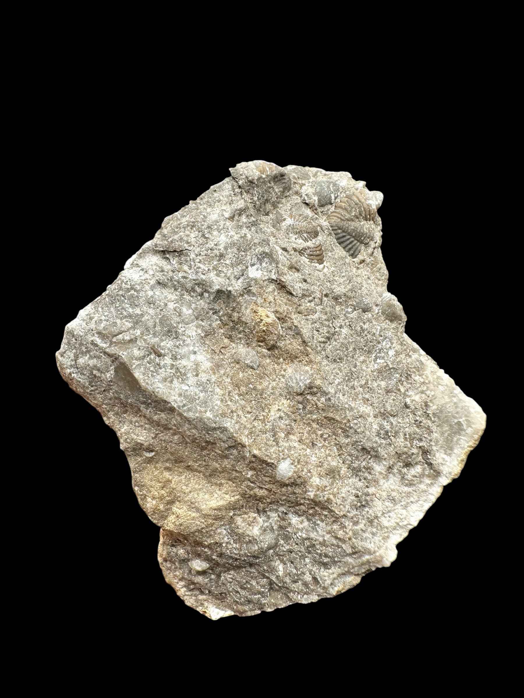 Trilobite Encrinuraspis beaumonti + brachiopoda Atrypoidea linguata – Kosov Quarry, Czech Republic - TN108