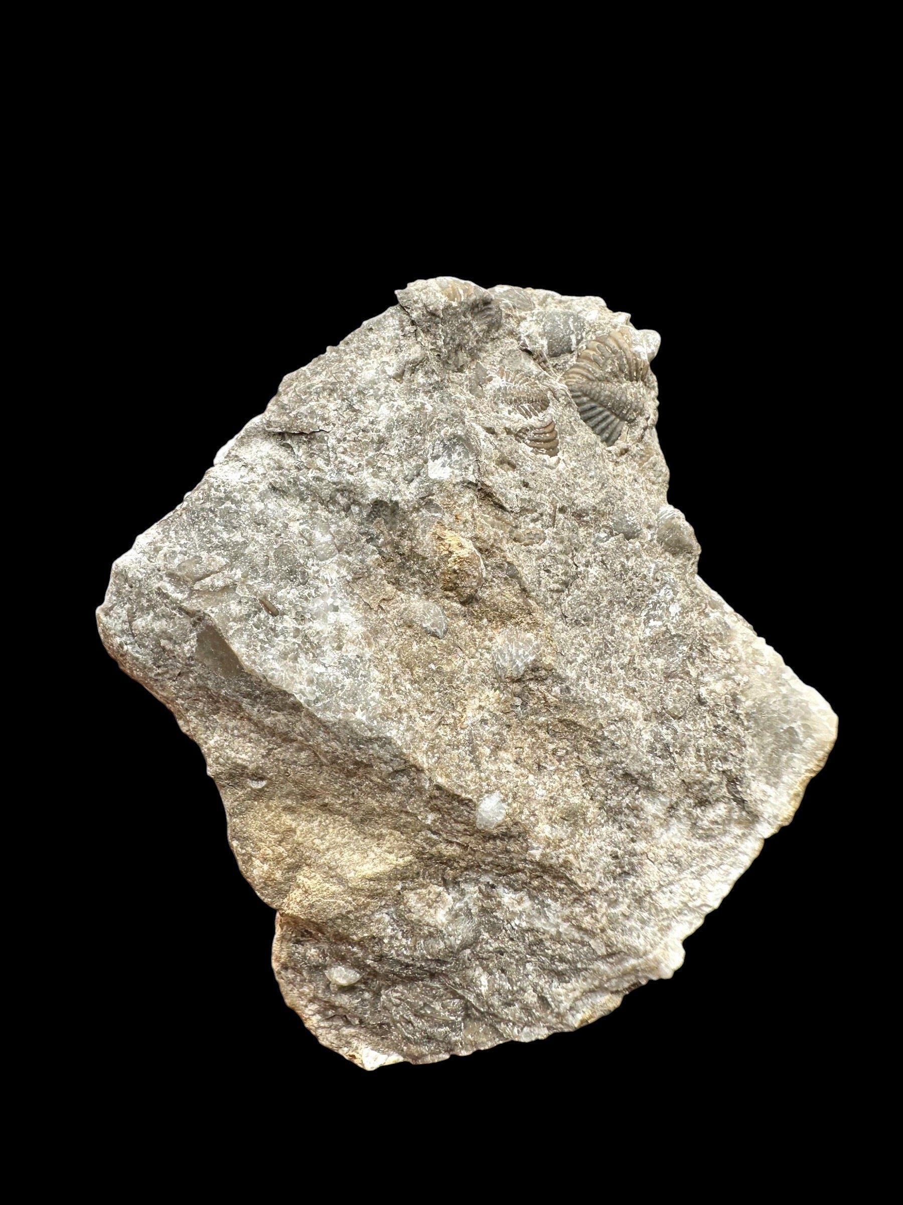 Trilobite Encrinuraspis beaumonti + brachiopoda Atrypoidea linguata – Kosov Quarry, Czech Republic - TN108