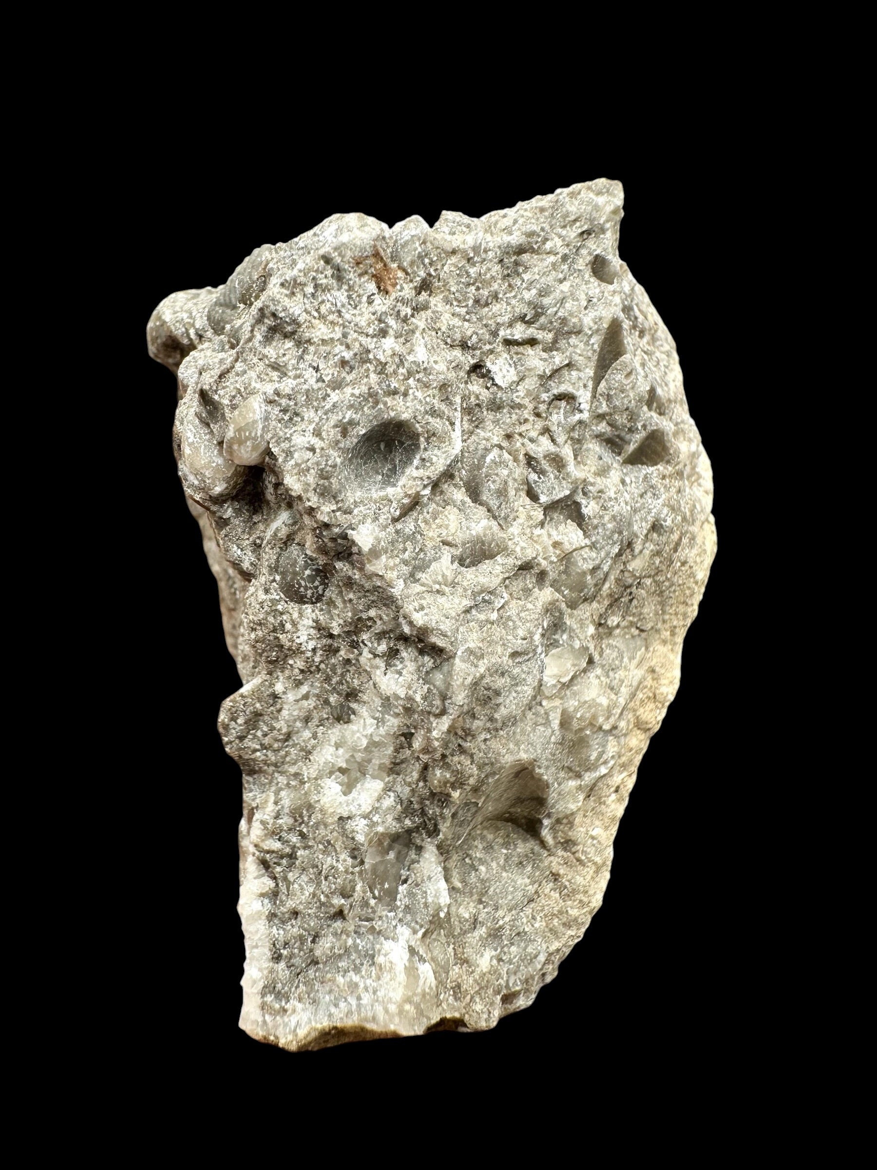 Trilobite Encrinuraspis beaumonti + brachiopoda Atrypoidea linguata – Kosov Quarry, Czech Republic - TN108