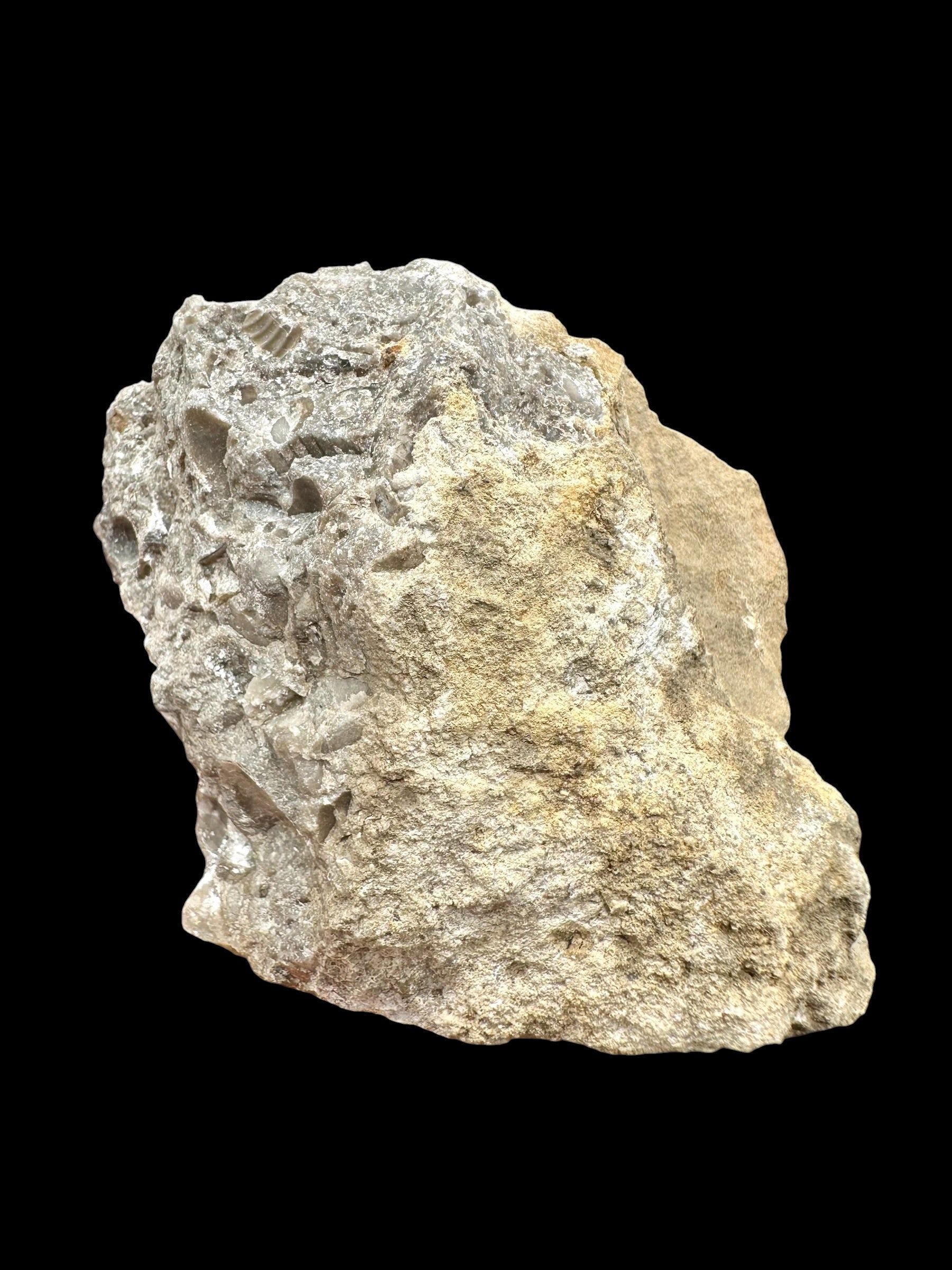 Trilobite Encrinuraspis beaumonti + brachiopoda Atrypoidea linguata – Kosov Quarry, Czech Republic - TN108