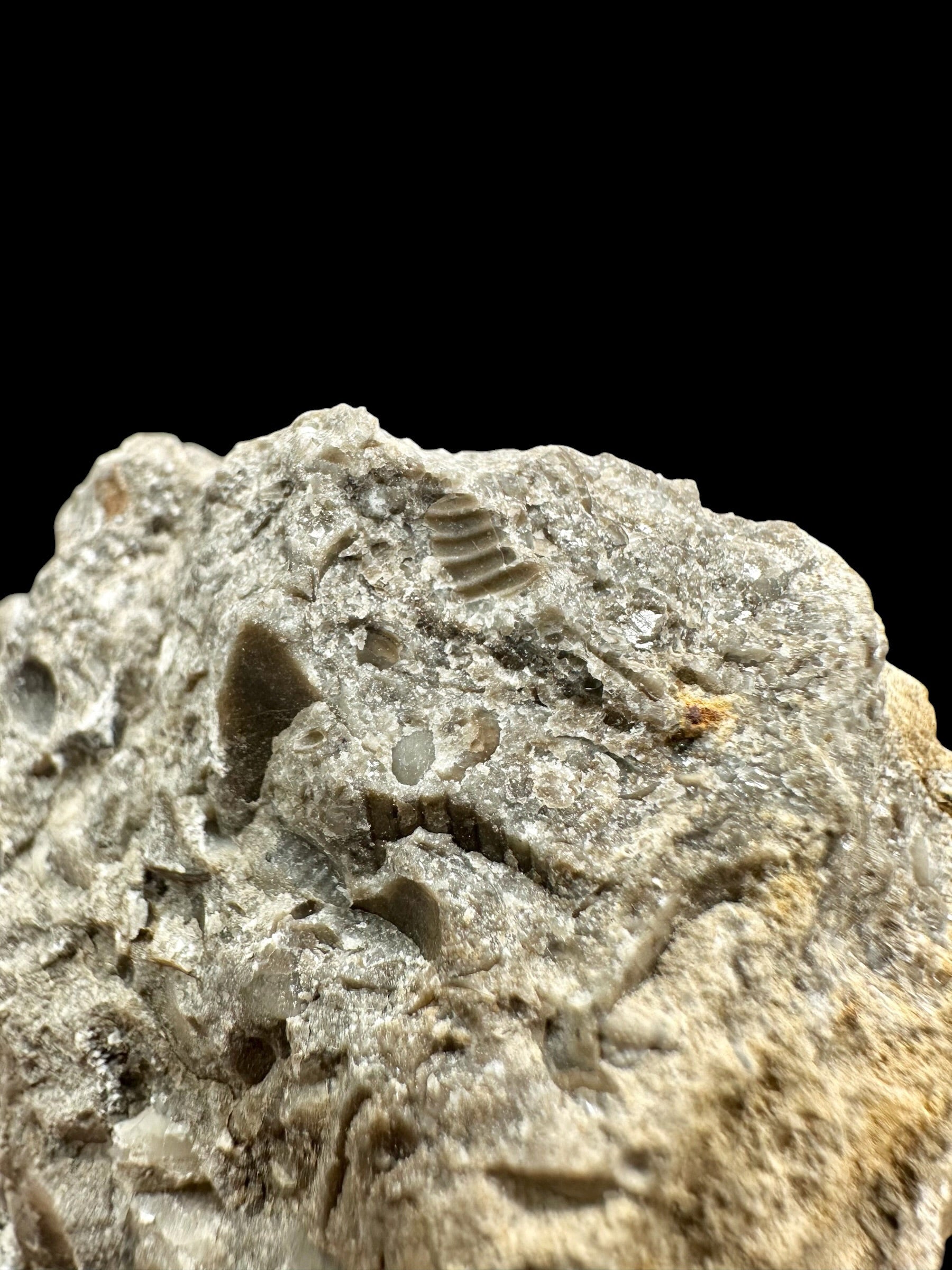 Trilobite Encrinuraspis beaumonti + brachiopoda Atrypoidea linguata – Kosov Quarry, Czech Republic - TN108