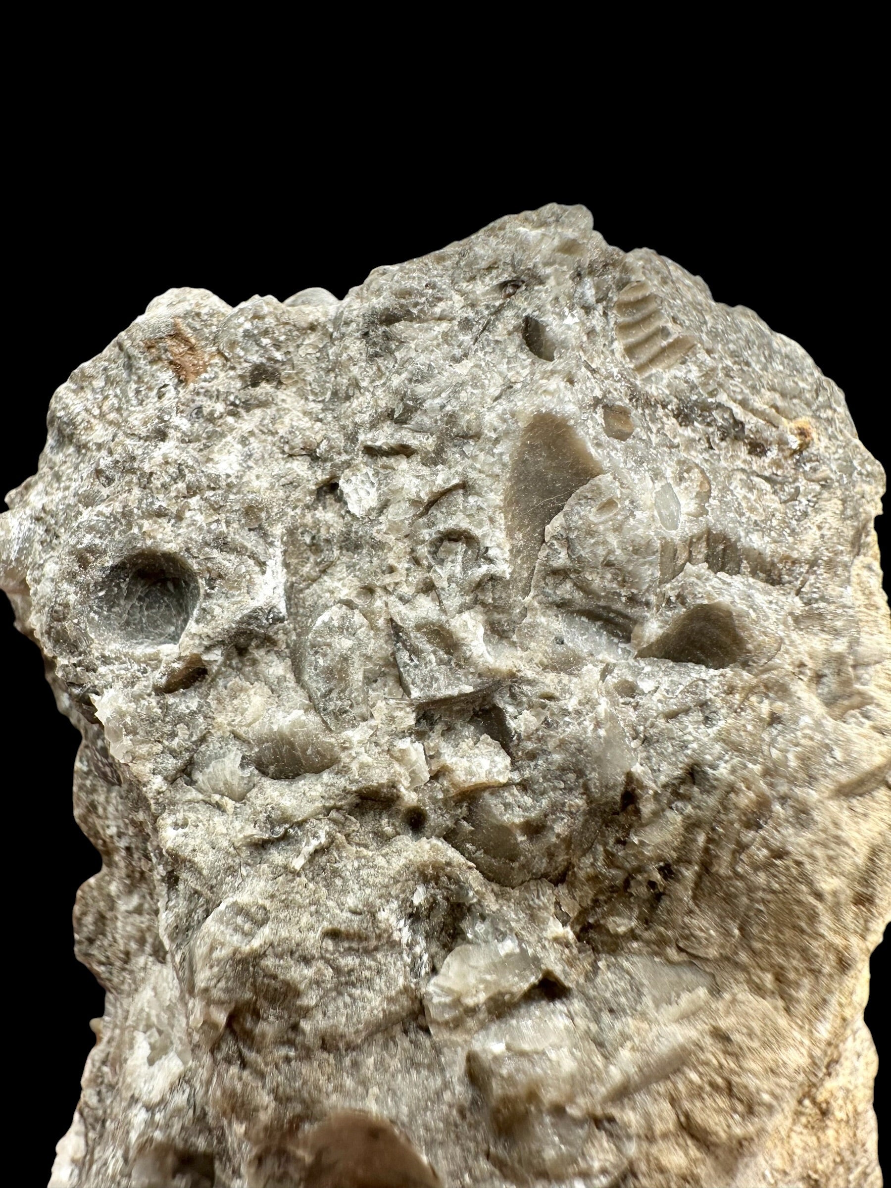 Trilobite Encrinuraspis beaumonti + brachiopoda Atrypoidea linguata – Kosov Quarry, Czech Republic - TN108