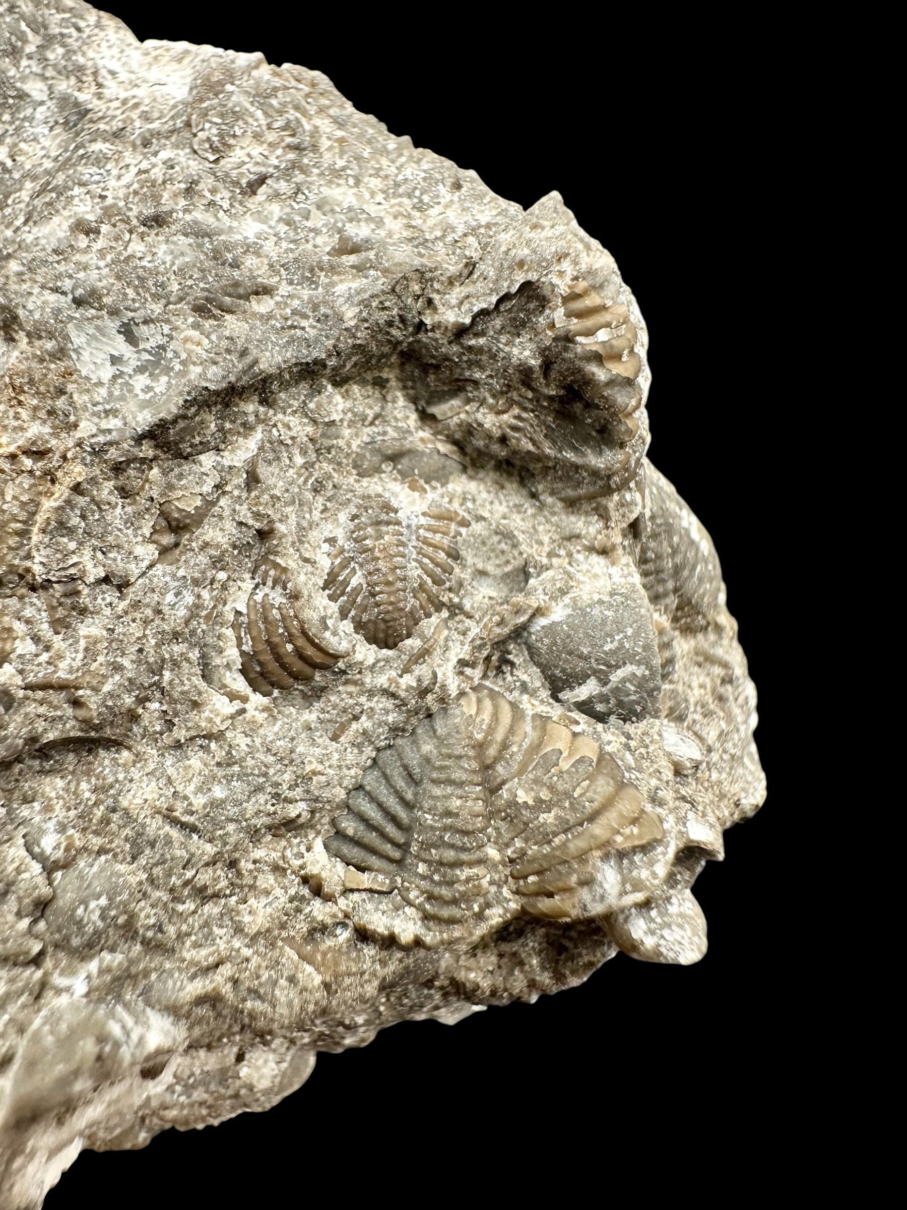 Trilobite Encrinuraspis beaumonti + brachiopoda Atrypoidea linguata – Kosov Quarry, Czech Republic - TN108