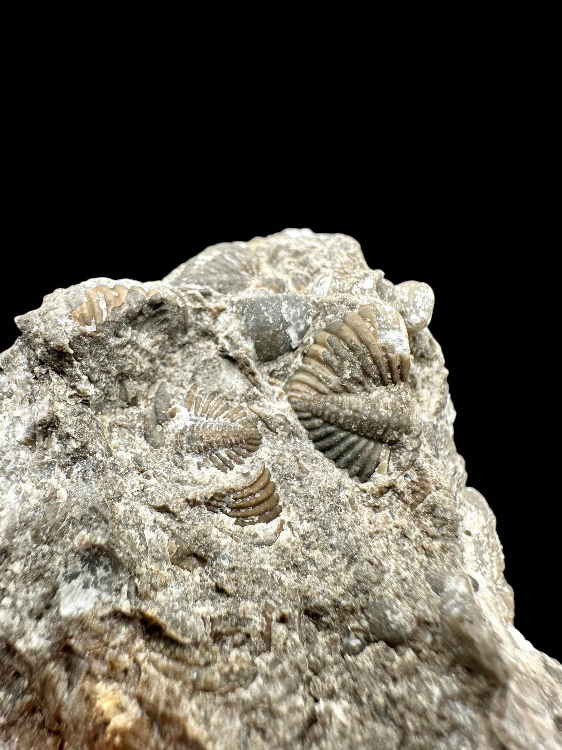 Trilobite Encrinuraspis beaumonti + brachiopoda Atrypoidea linguata – Kosov Quarry, Czech Republic - TN108