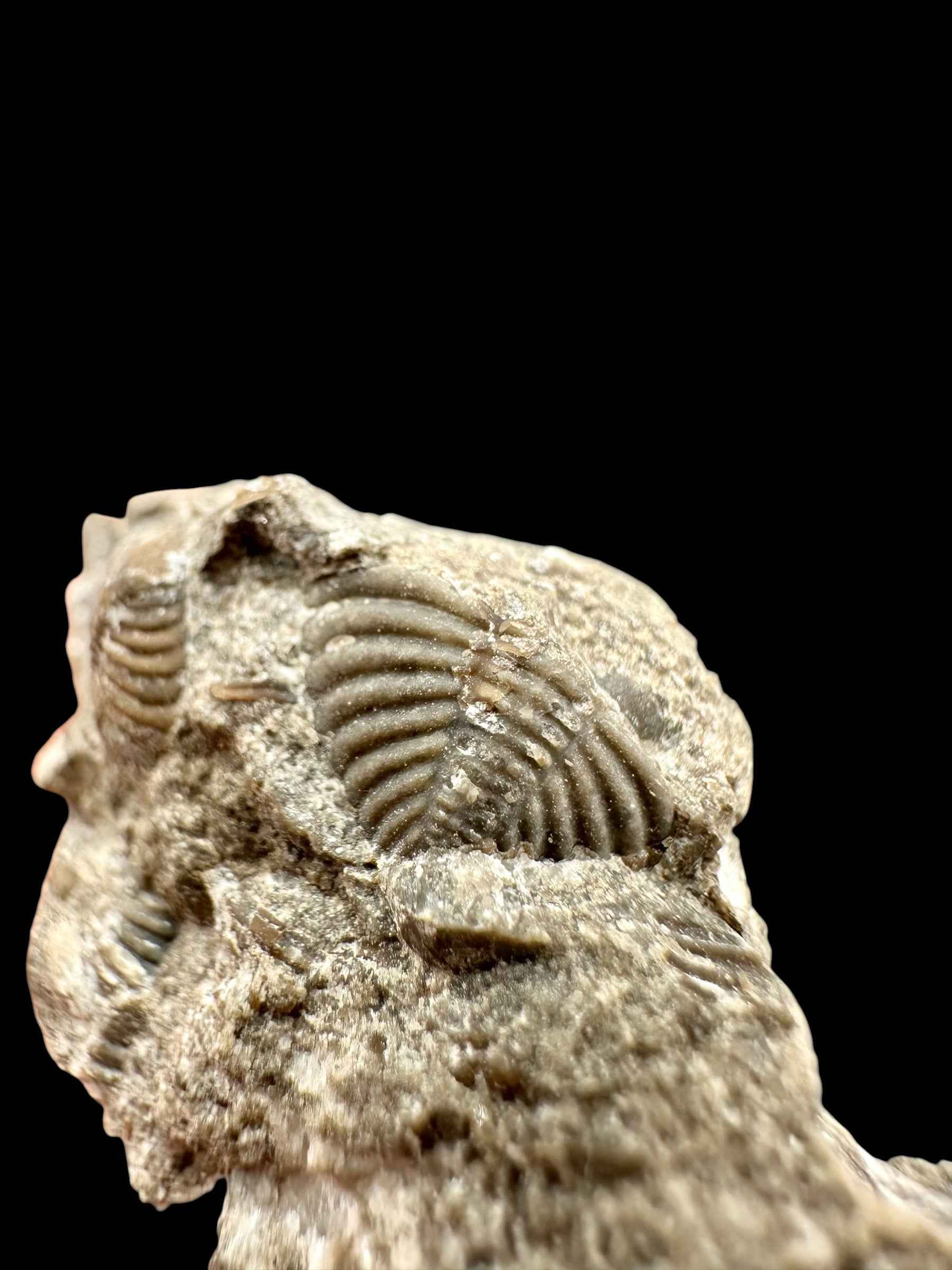 Trilobite Encrinuraspis beaumonti + brachiopoda Atrypoidea linguata – Kosov Quarry, Czech Republic - TN109