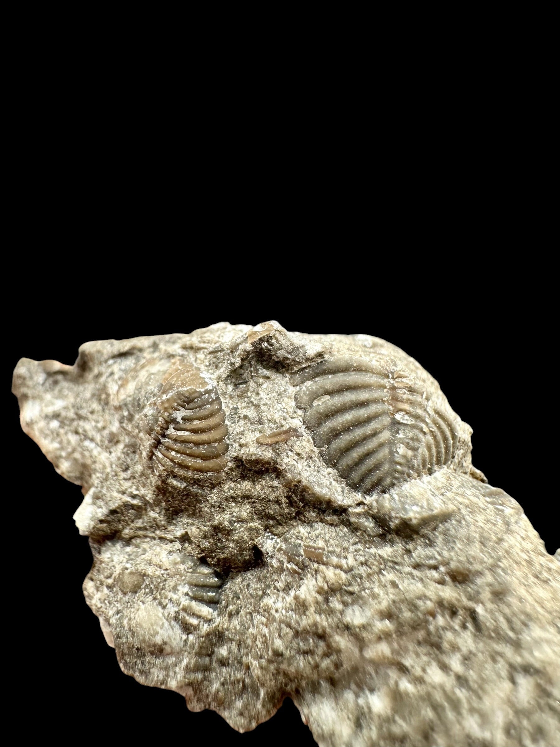 Trilobite Encrinuraspis beaumonti + brachiopoda Atrypoidea linguata – Kosov Quarry, Czech Republic - TN109