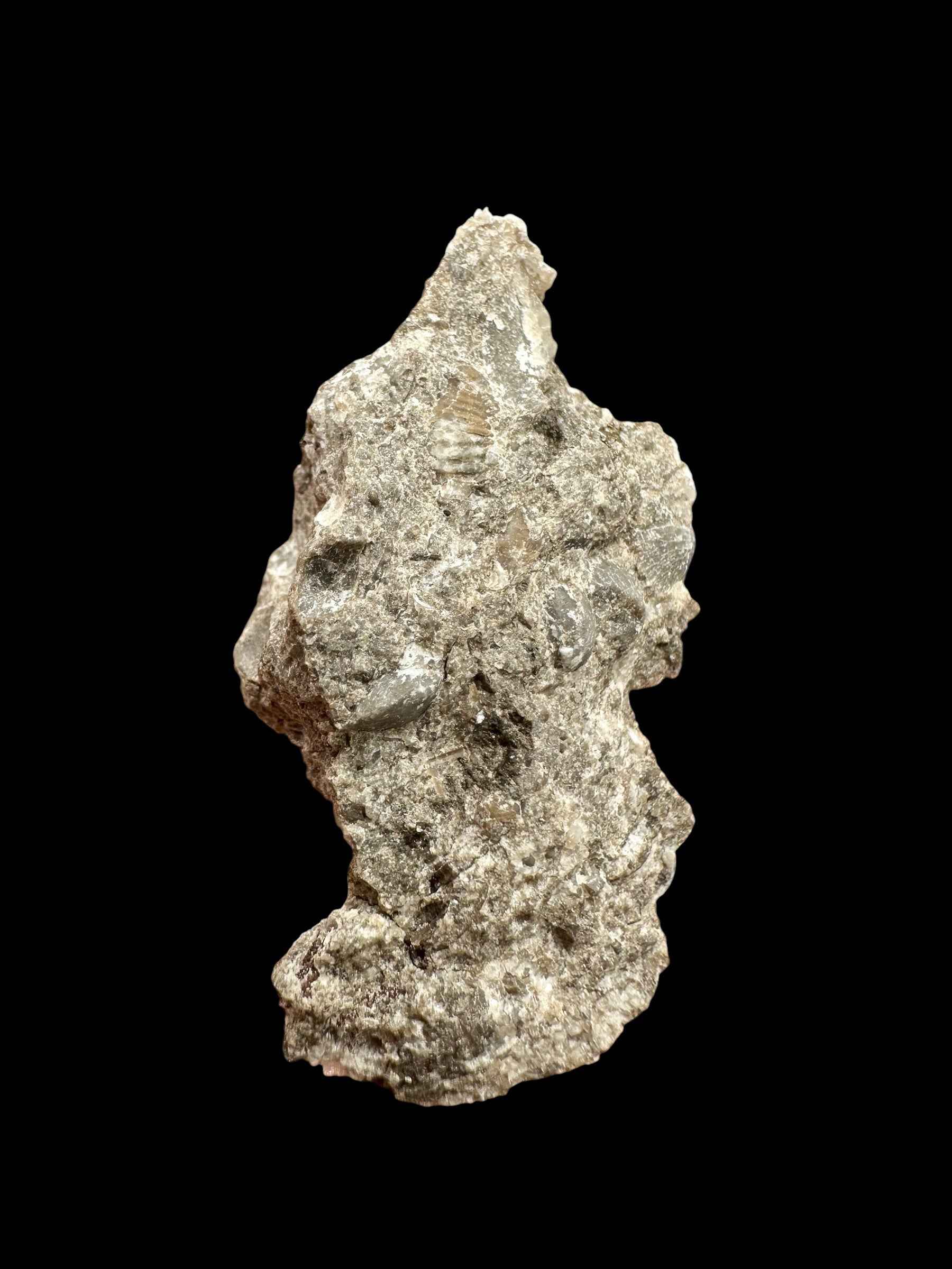Trilobite Encrinuraspis beaumonti + brachiopoda Atrypoidea linguata – Kosov Quarry, Czech Republic - TN109