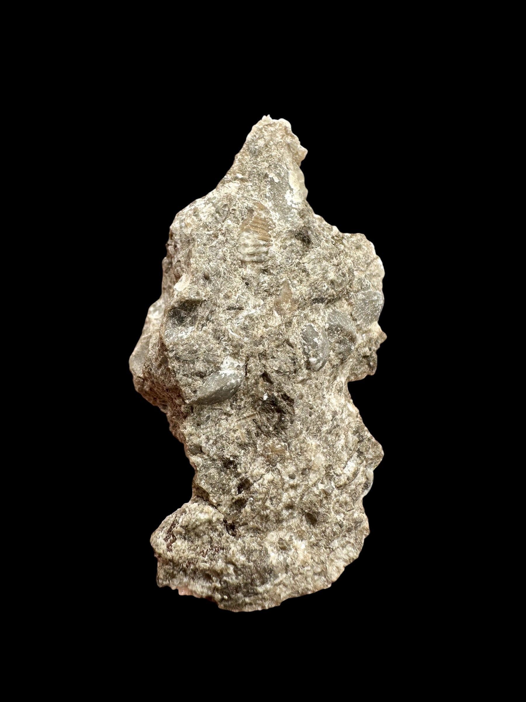 Trilobite Encrinuraspis beaumonti + brachiopoda Atrypoidea linguata – Kosov Quarry, Czech Republic - TN109