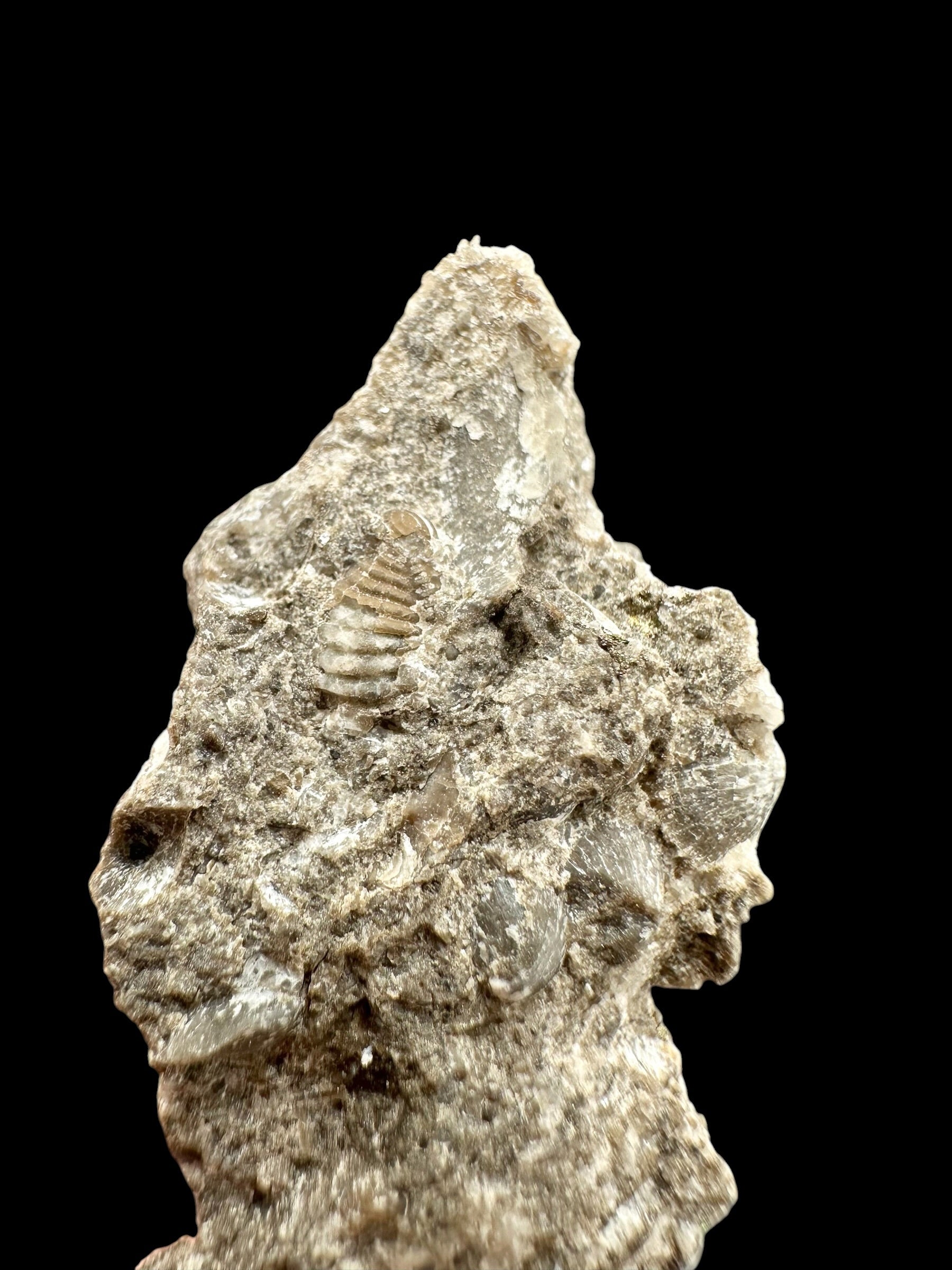 Trilobite Encrinuraspis beaumonti + brachiopoda Atrypoidea linguata – Kosov Quarry, Czech Republic - TN109