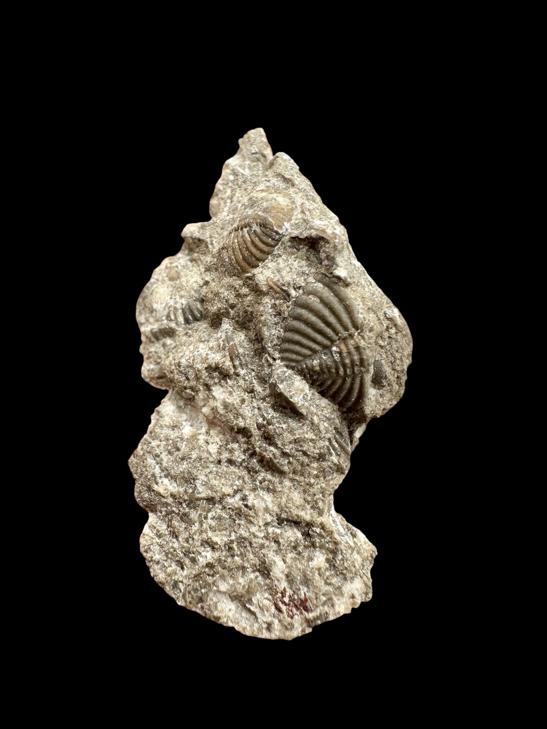 Trilobite Encrinuraspis beaumonti + brachiopoda Atrypoidea linguata – Kosov Quarry, Czech Republic