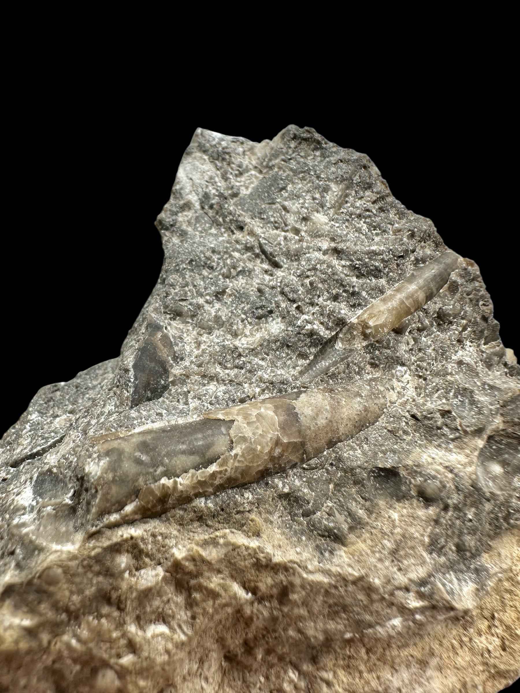 Trilobite Encrinuraspis beaumonti + brachiopoda Atrypoidea linguata – Kosov Quarry, Czech Republic - TN110