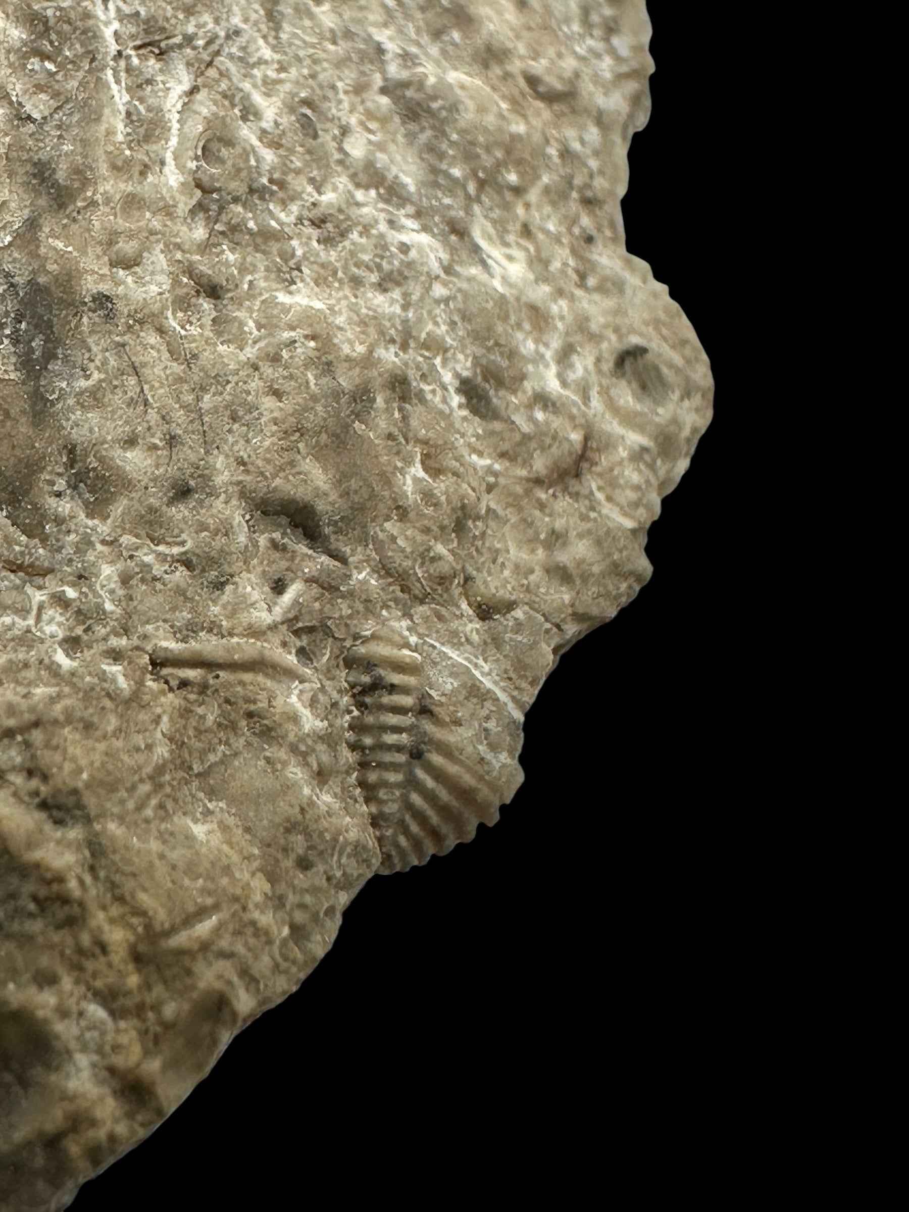 Trilobite Encrinuraspis beaumonti + brachiopoda Atrypoidea linguata – Kosov Quarry, Czech Republic - TN110