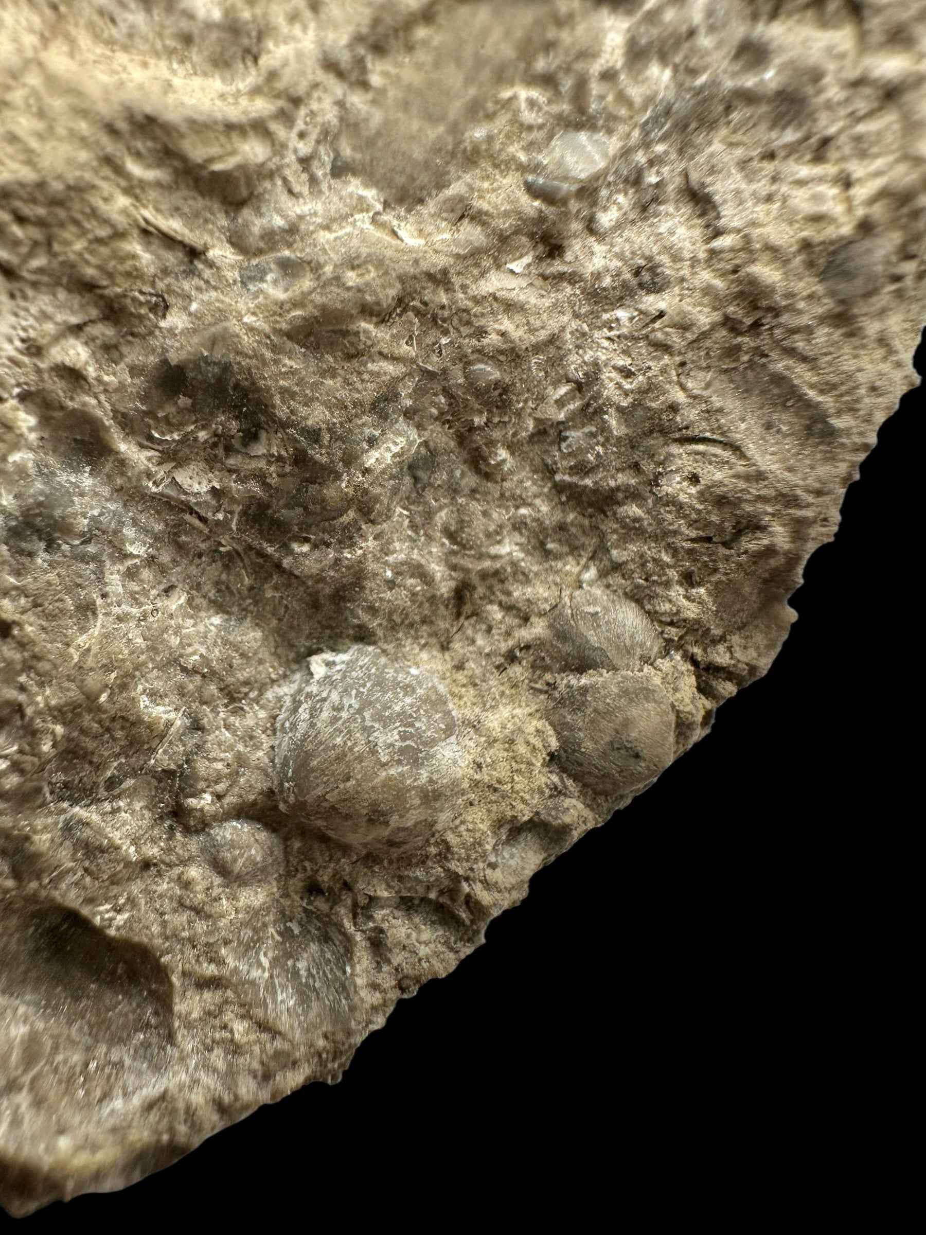 Trilobite Encrinuraspis beaumonti + brachiopoda Atrypoidea linguata – Kosov Quarry, Czech Republic - TN110