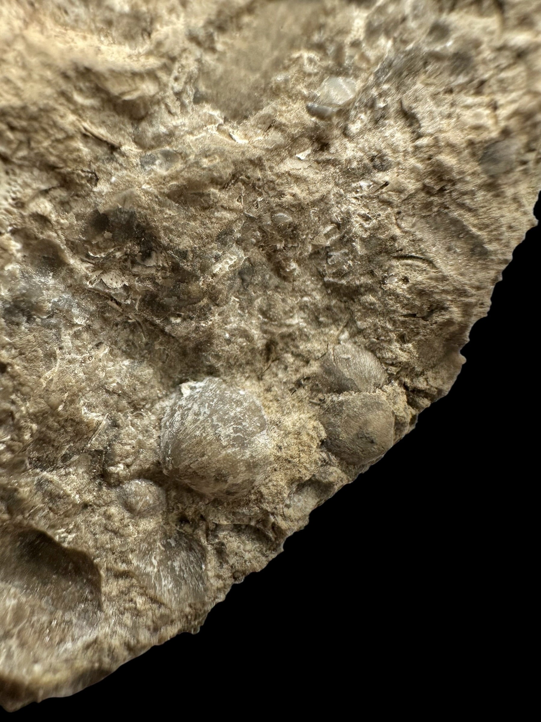 Trilobite Encrinuraspis beaumonti + brachiopoda Atrypoidea linguata – Kosov Quarry, Czech Republic - TN110