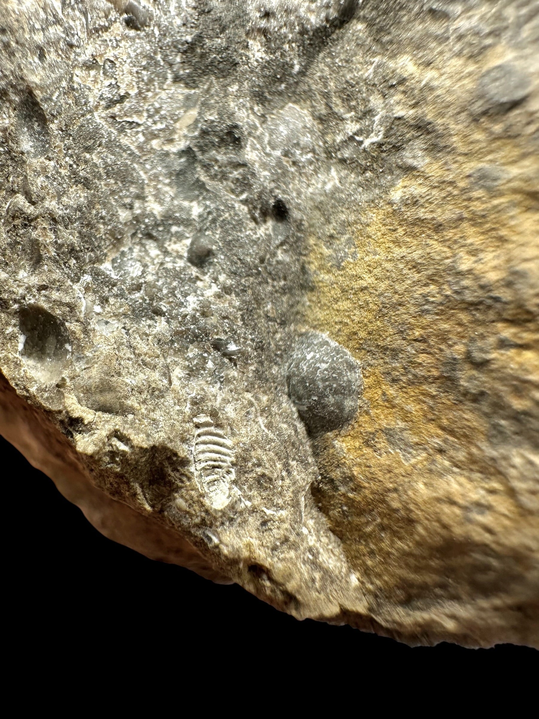 Trilobite Encrinuraspis beaumonti + brachiopoda Atrypoidea linguata – Kosov Quarry, Czech Republic - TN110