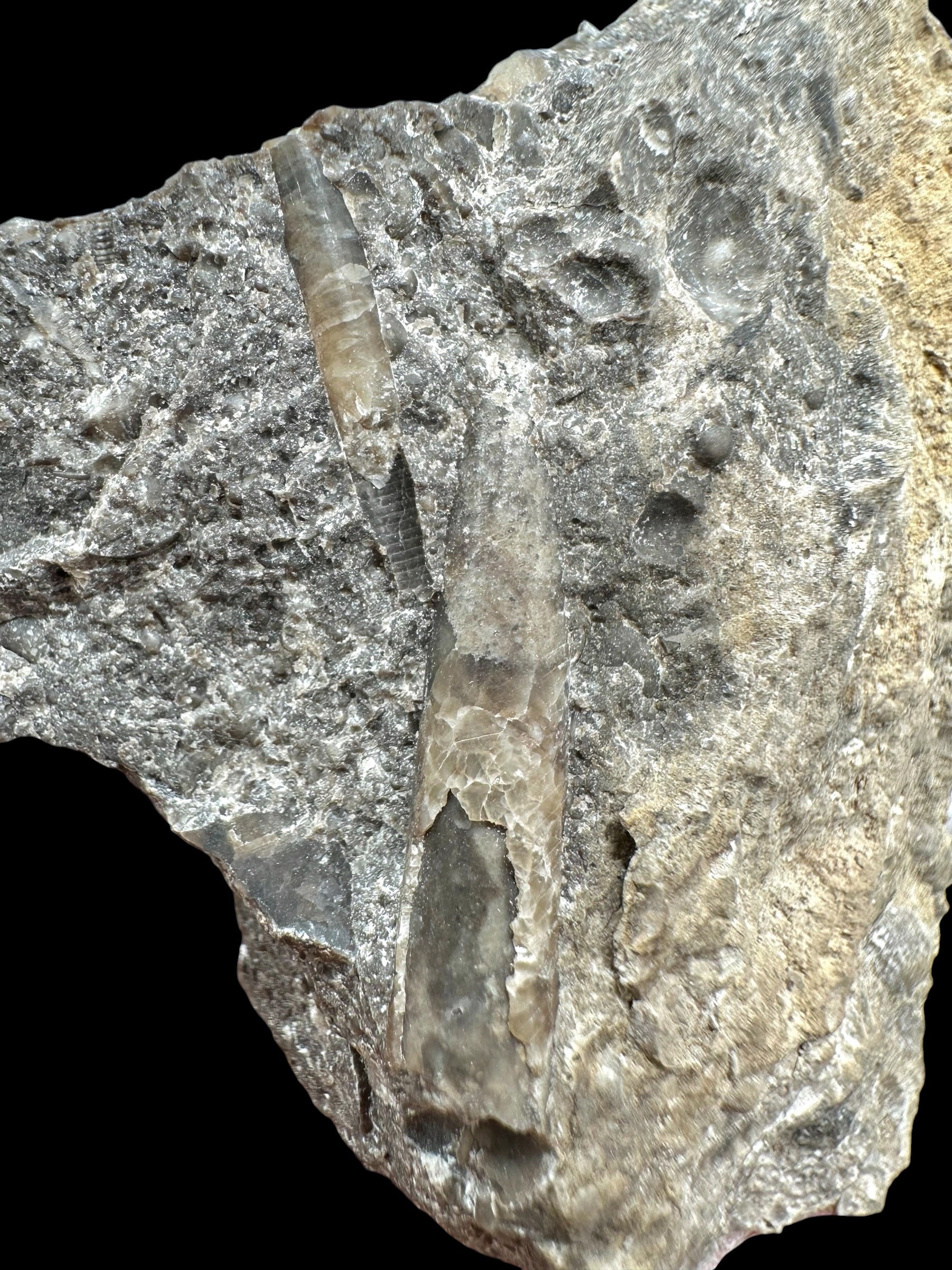 Trilobite Encrinuraspis beaumonti + brachiopoda Atrypoidea linguata – Kosov Quarry, Czech Republic - TN110
