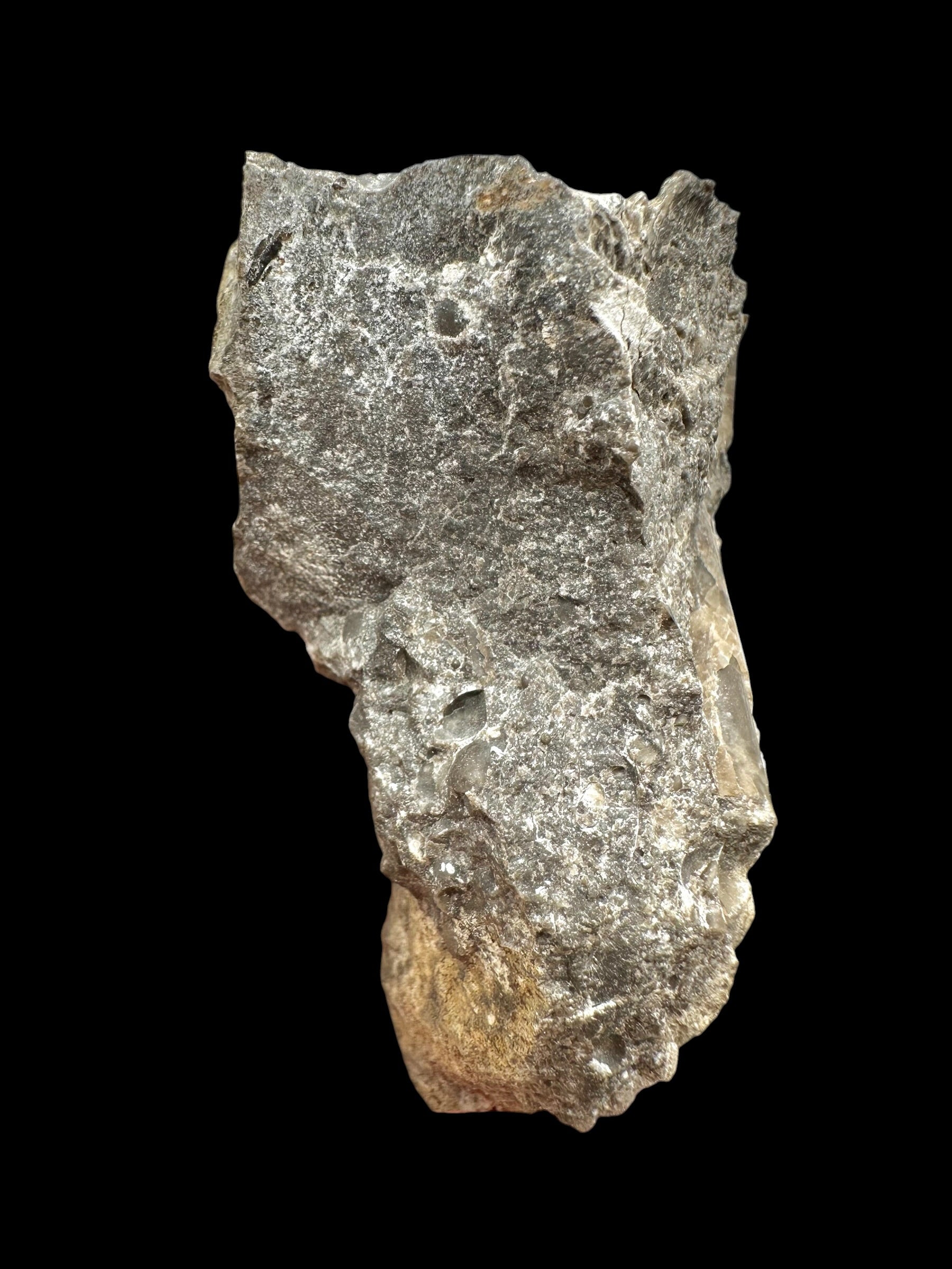 Trilobite Encrinuraspis beaumonti + brachiopoda Atrypoidea linguata – Kosov Quarry, Czech Republic - TN110