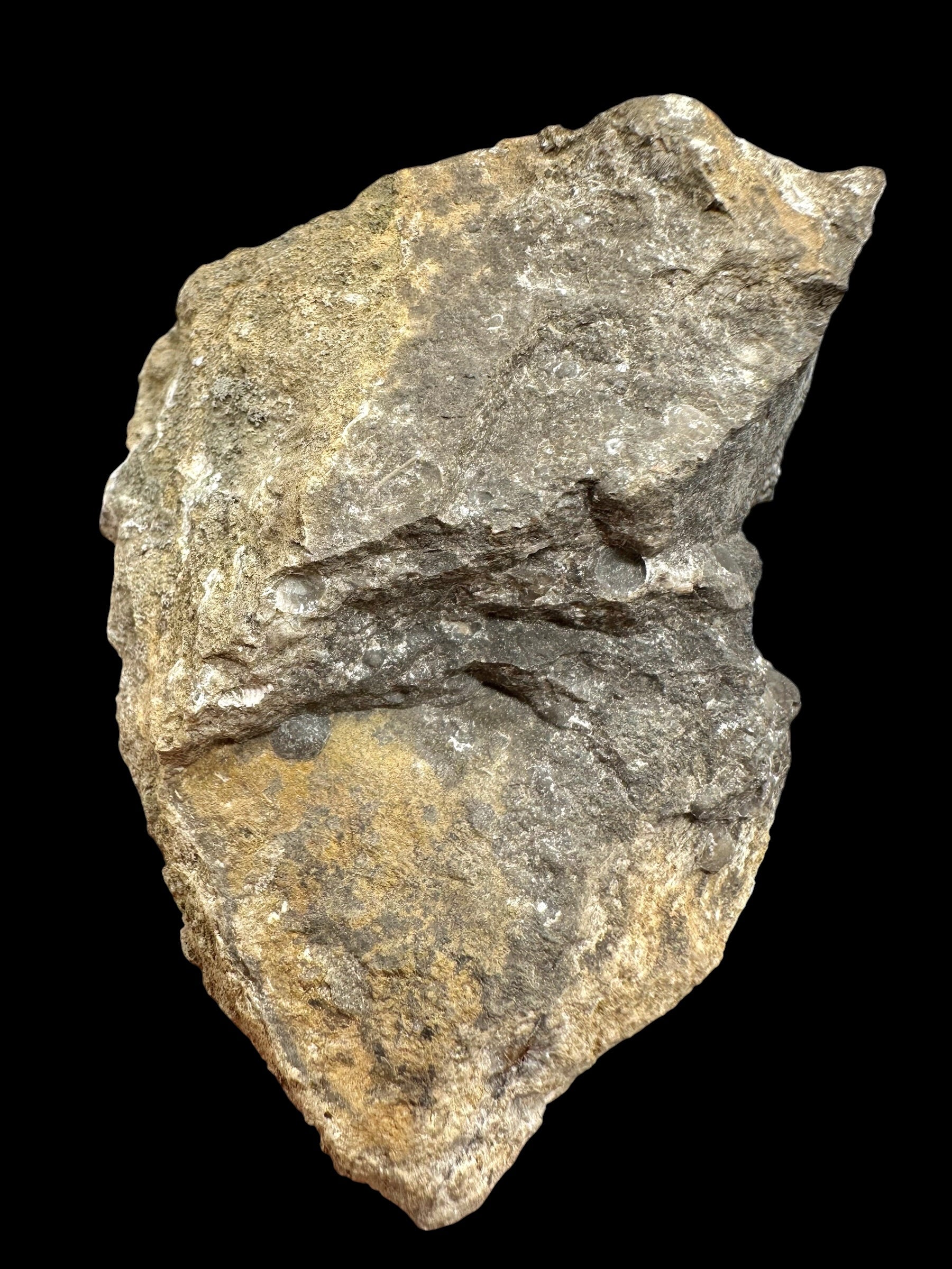 Trilobite Encrinuraspis beaumonti + brachiopoda Atrypoidea linguata – Kosov Quarry, Czech Republic - TN110