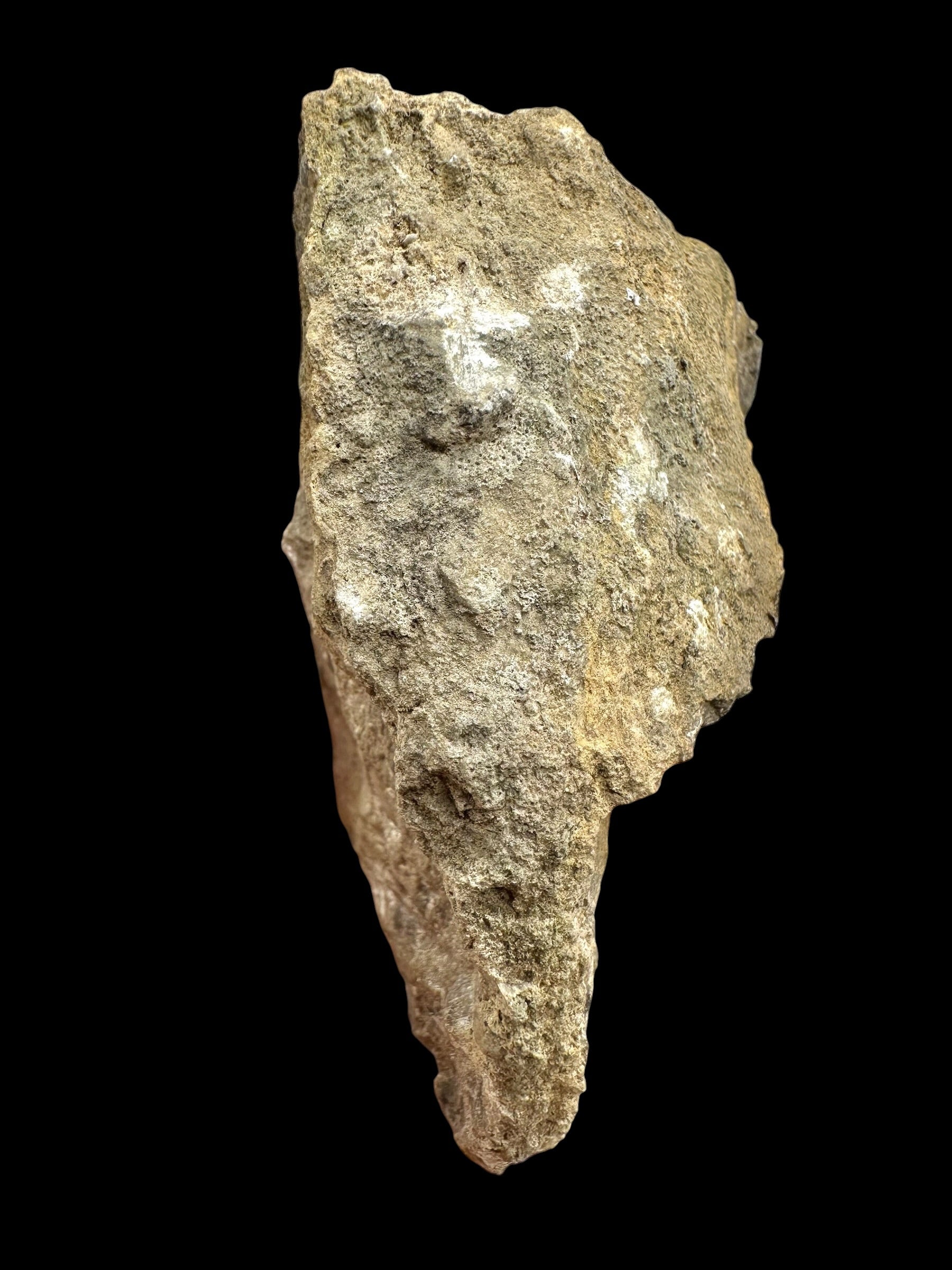 Trilobite Encrinuraspis beaumonti + brachiopoda Atrypoidea linguata – Kosov Quarry, Czech Republic - TN110