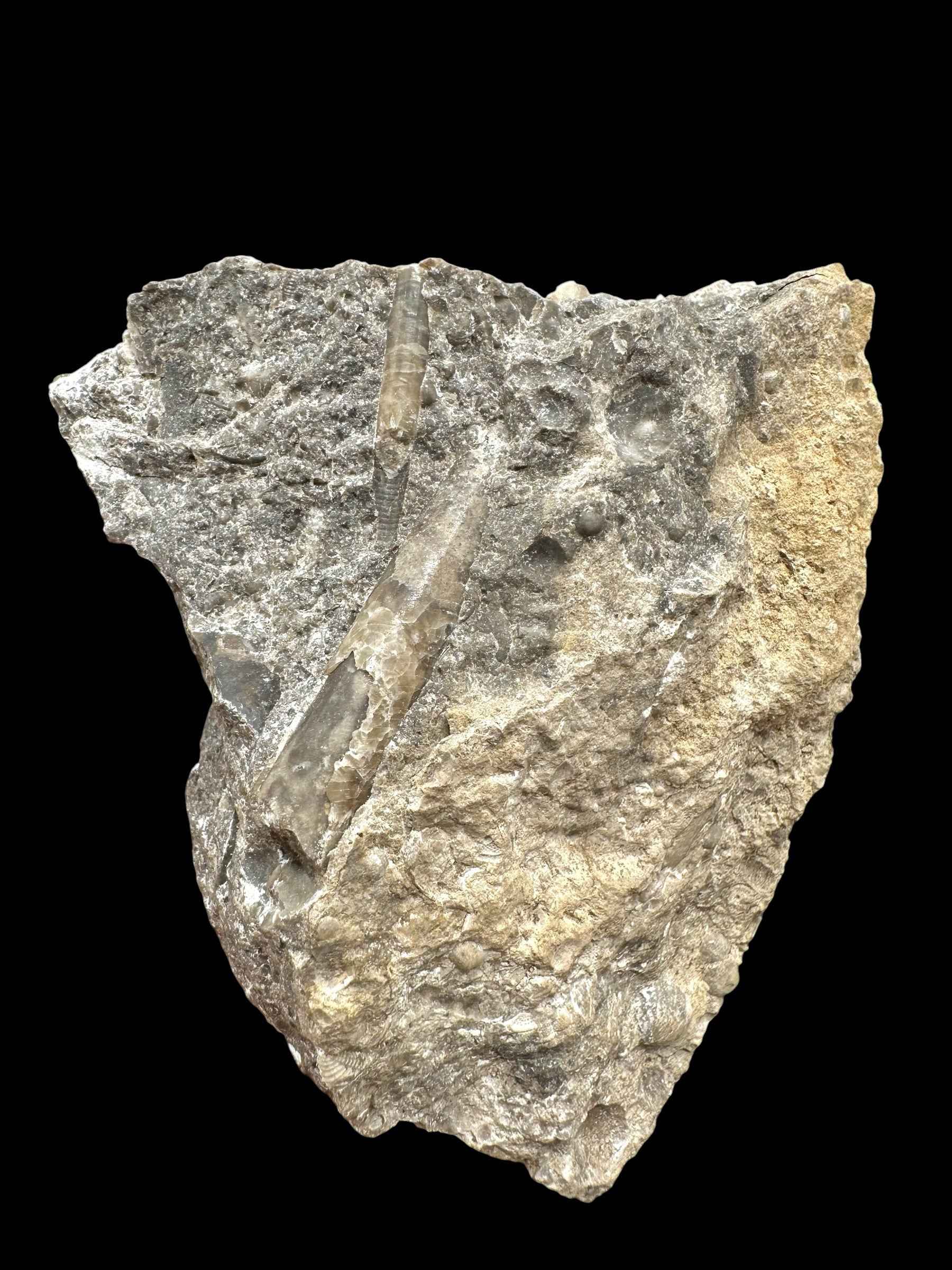 Trilobite Encrinuraspis beaumonti + brachiopoda Atrypoidea linguata – Kosov Quarry, Czech Republic - TN110
