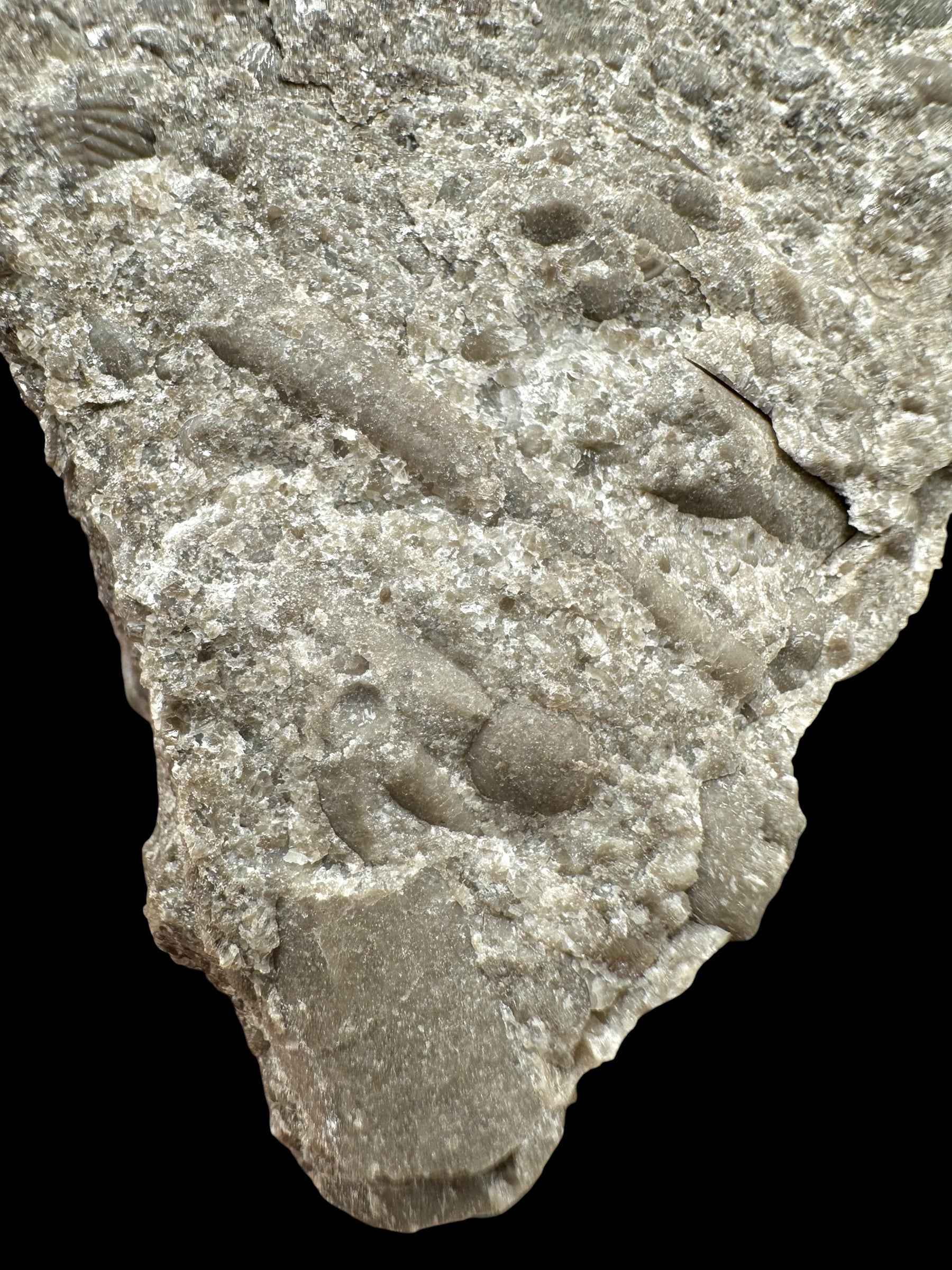 Trilobite Encrinuraspis beaumonti + brachiopoda Atrypoidea linguata – Kosov Quarry, Czech Republic - TN111