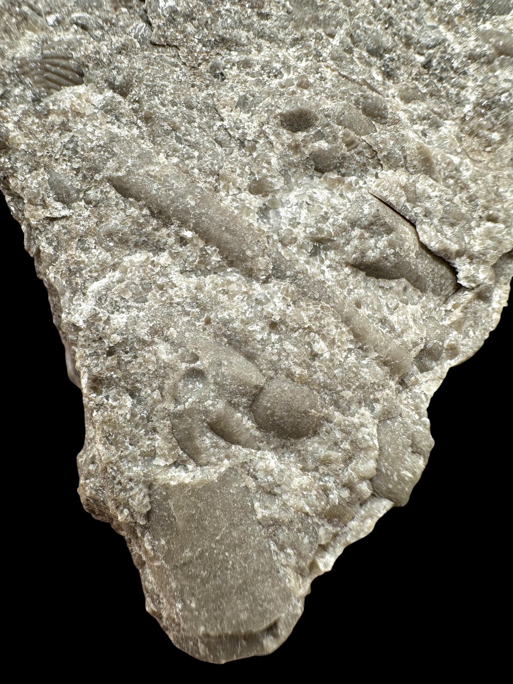 Trilobite Encrinuraspis beaumonti + brachiopoda Atrypoidea linguata – Kosov Quarry, Czech Republic - TN111