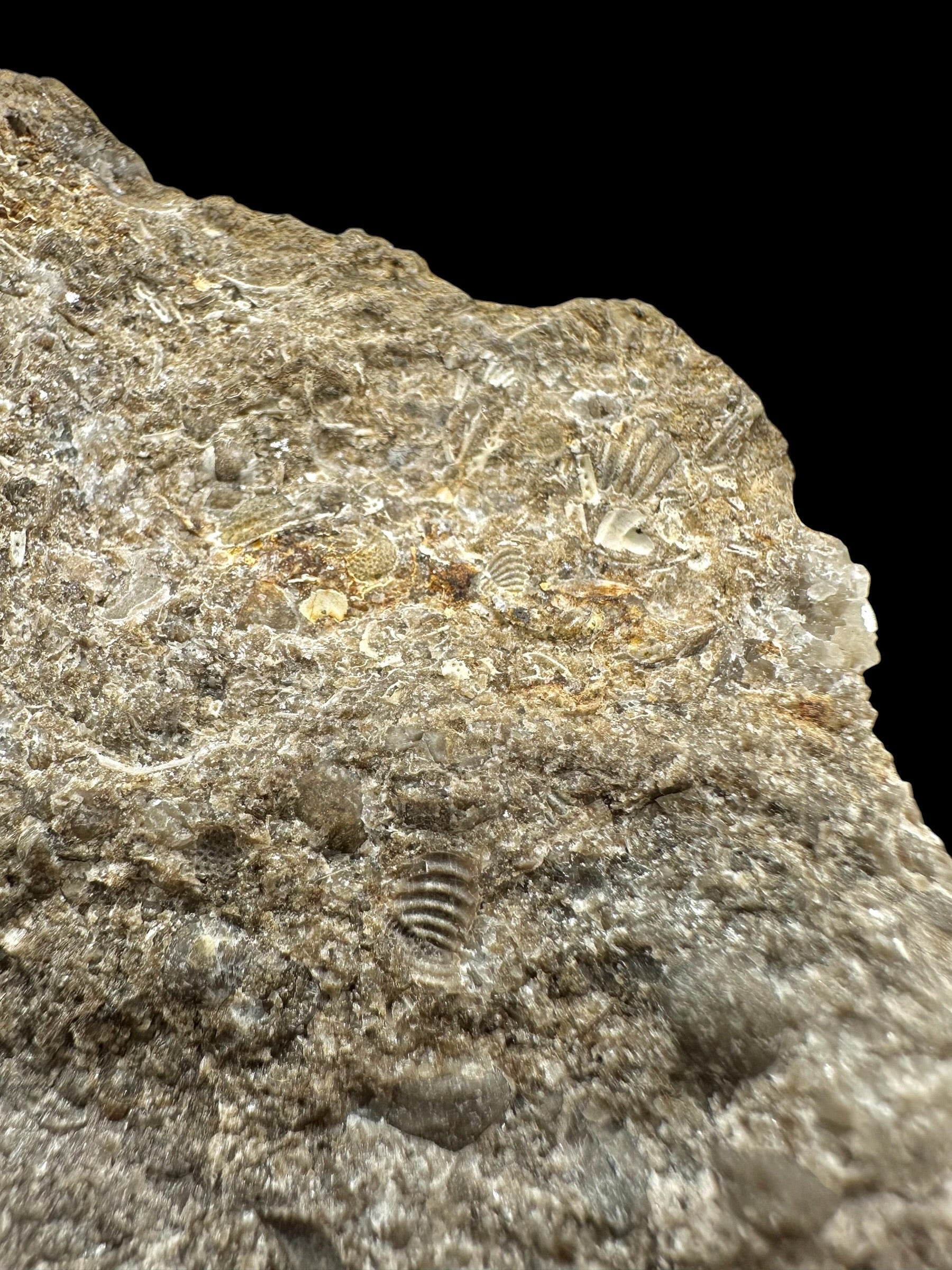 Trilobite Encrinuraspis beaumonti + brachiopoda Atrypoidea linguata – Kosov Quarry, Czech Republic - TN111