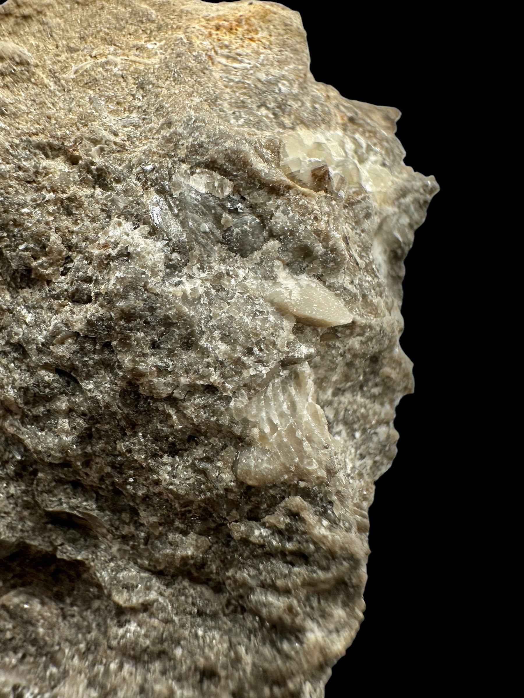 Trilobite Encrinuraspis beaumonti + brachiopoda Atrypoidea linguata – Kosov Quarry, Czech Republic - TN111