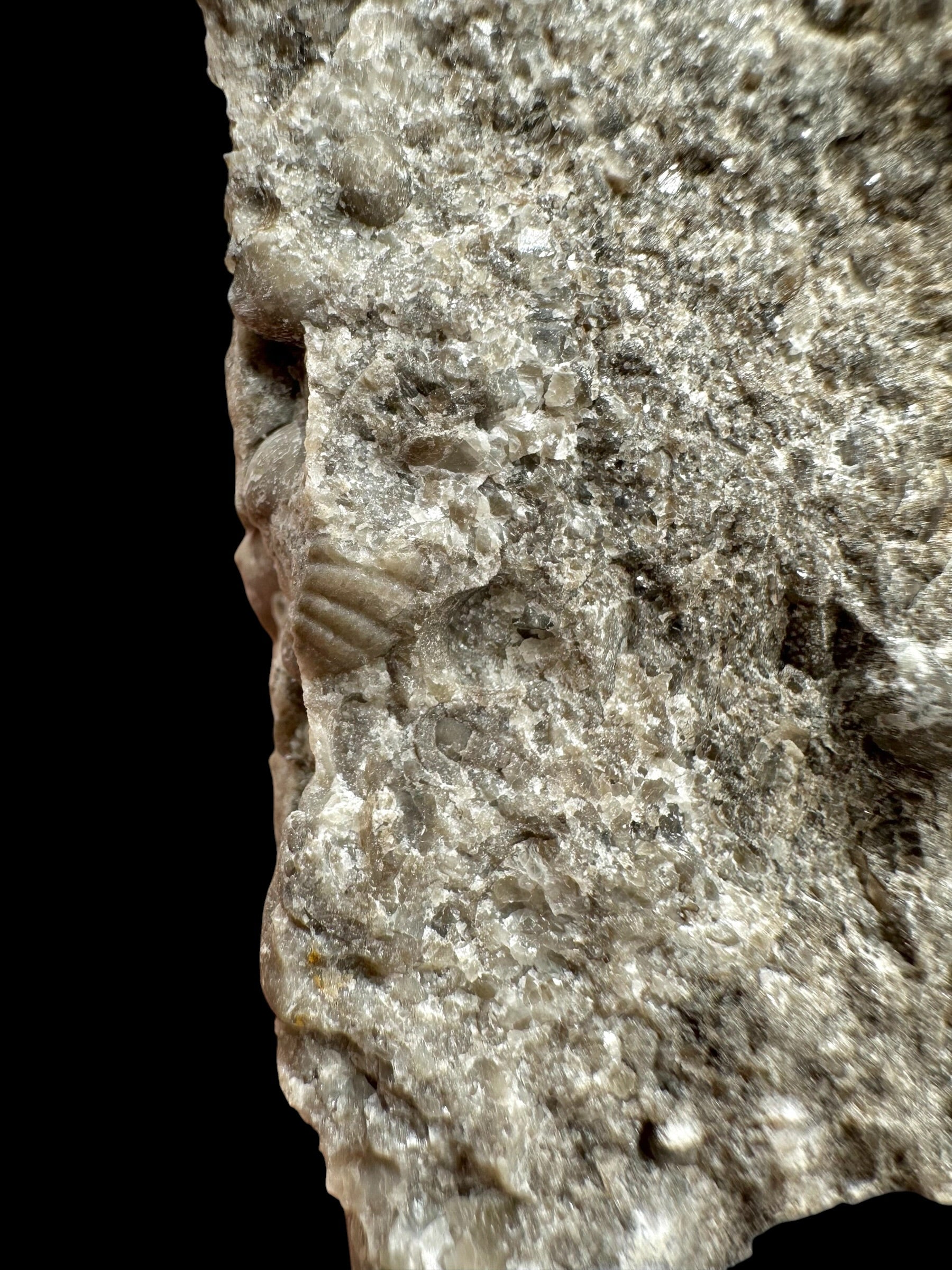 Trilobite Encrinuraspis beaumonti + brachiopoda Atrypoidea linguata – Kosov Quarry, Czech Republic - TN111