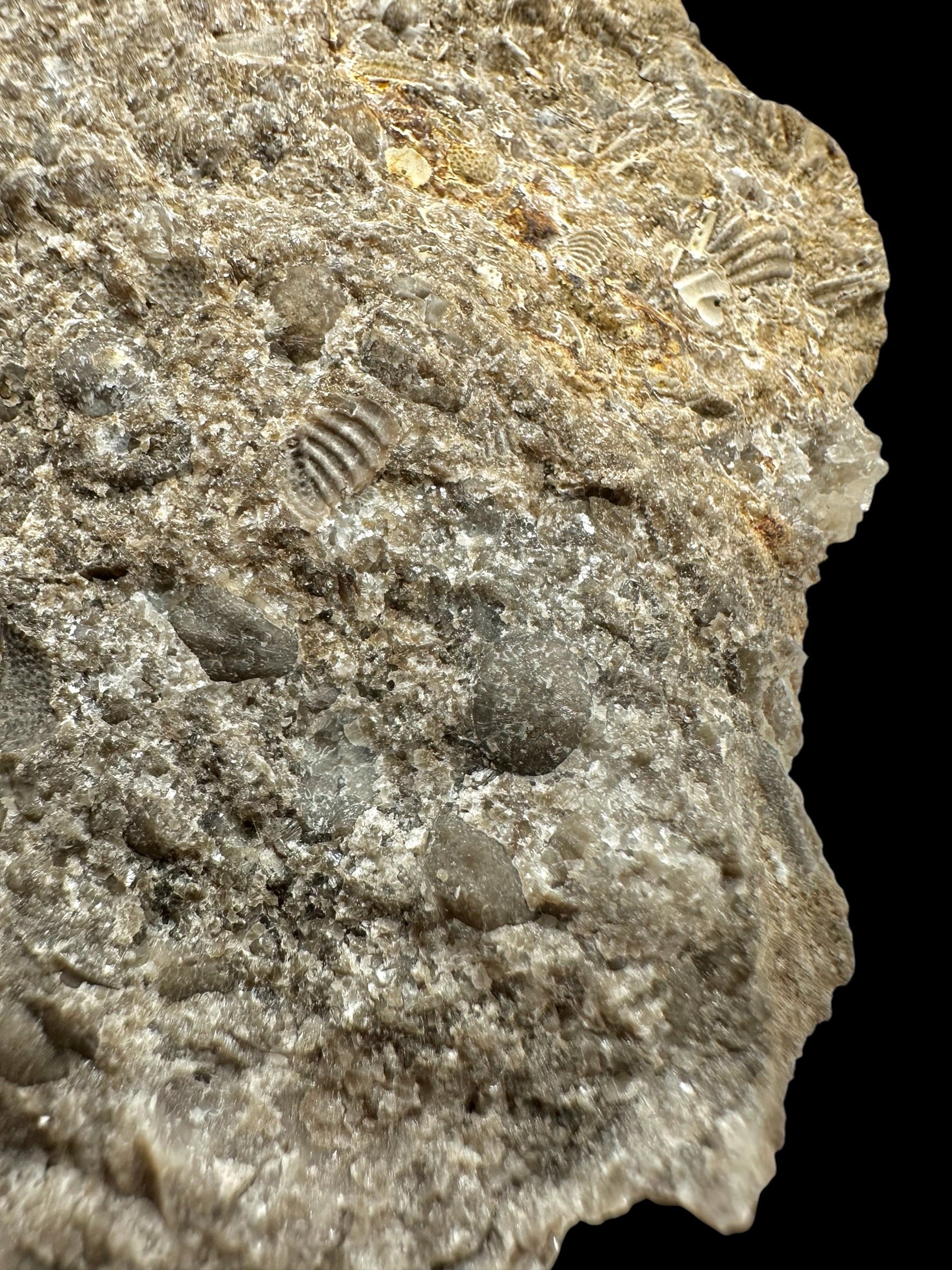 Trilobite Encrinuraspis beaumonti + brachiopoda Atrypoidea linguata – Kosov Quarry, Czech Republic - TN111